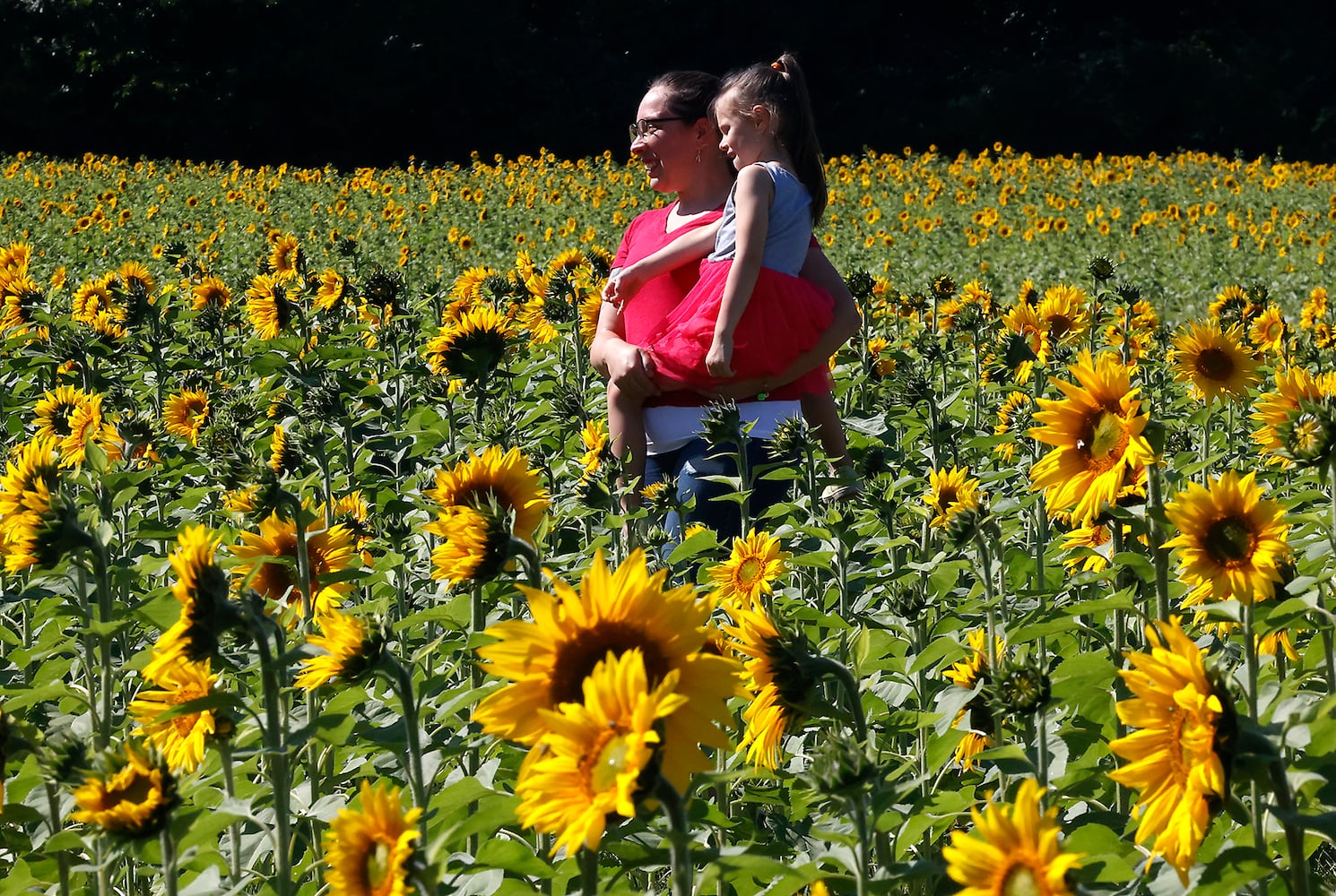 Sunflowers Field SNS