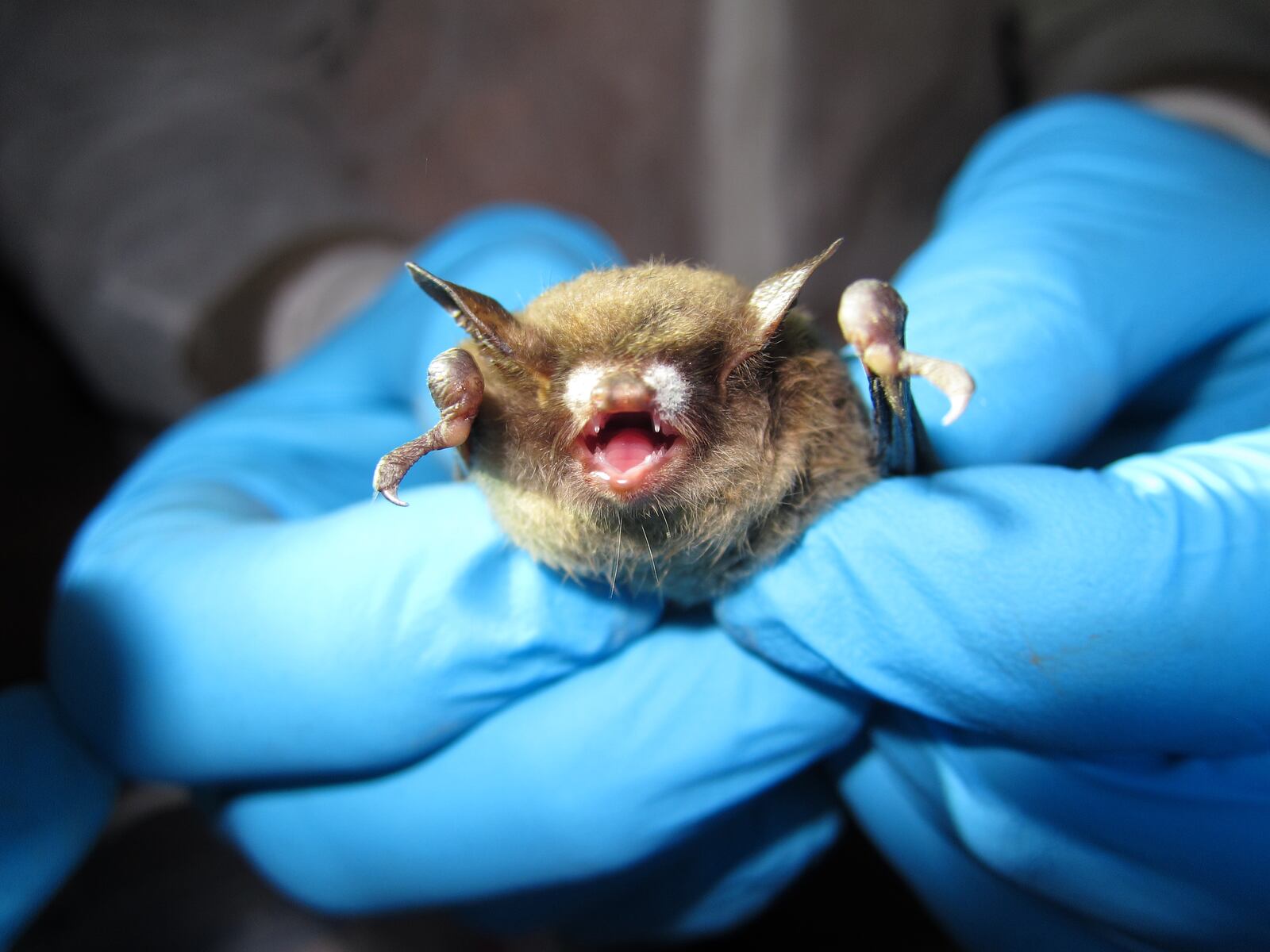 A Small Brown Bat exhibiting signs of white-nose syndrome, a disease caused by a fungus that can thrive in wet, dark environments similar to where bats hibernate. U.S. FISH & WILDLIFE SERVICE