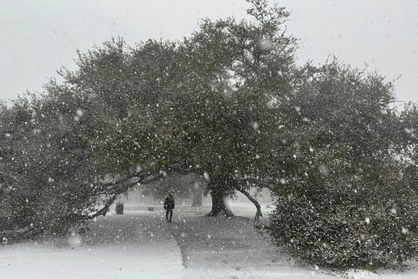 Snow covers the historic oak tree in New Orleans' City Park on Tuesday, Jan. 21, 2025. (AP Photo/Jack Brook)