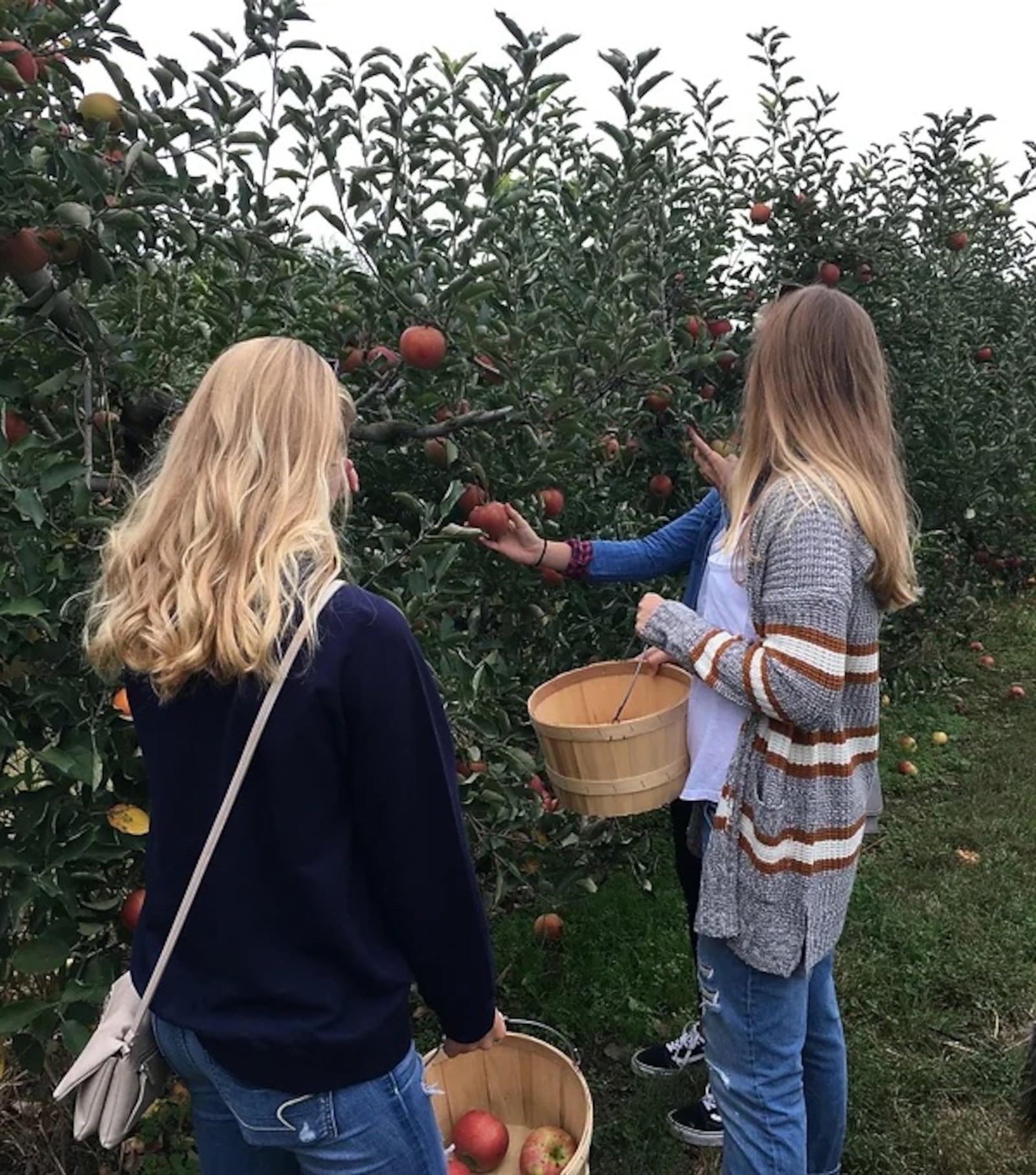 Peifer Orchards in Yellow Springs has 25 varieties of apples. CONTRIBUTED