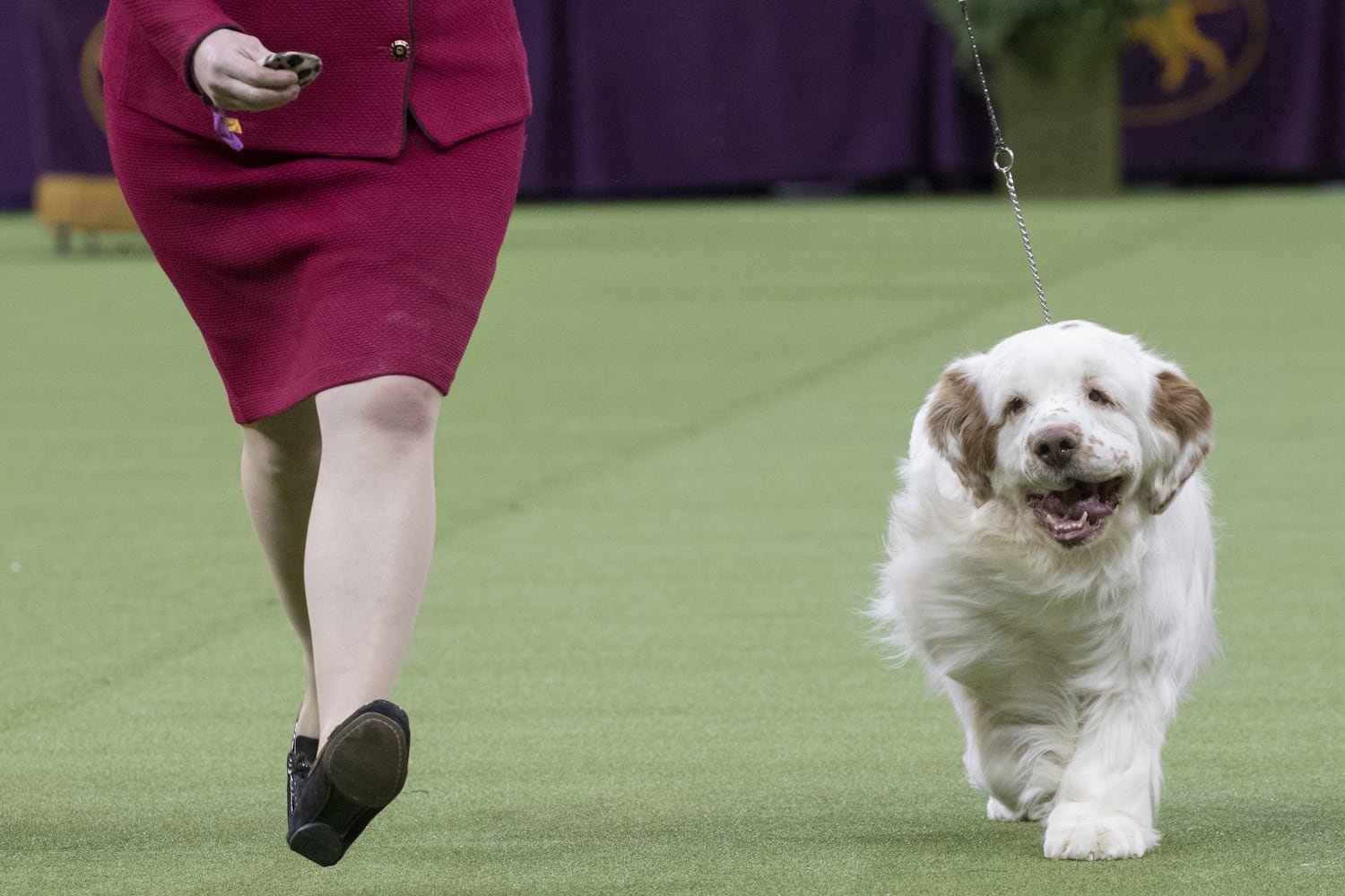 Photos: Westminster Dog Show 2018: Bichon frisé Flynn crowned best in show