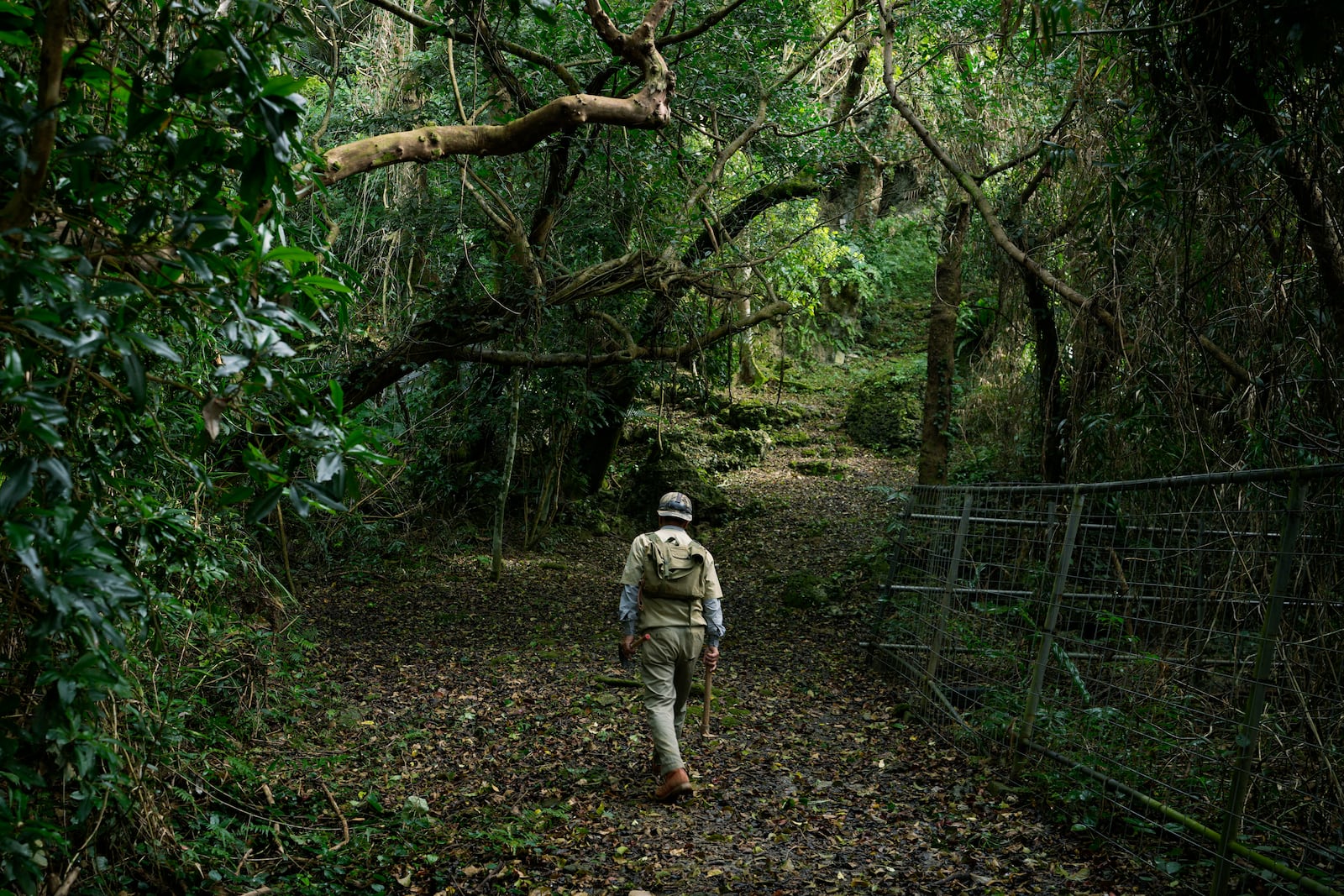 Takamatsu Gushiken walks towards a cave to search for the remains of those who died during the Battle of Okinawa towards the end of the World War II in 1945, in Itoman, on the main island of the Okinawa archipelago, southern Japan, Saturday, Feb. 15, 2025. (AP Photo/Hiro Komae)