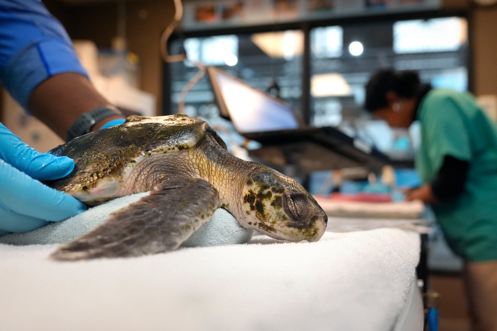 Intern Leighton Graham holds a Kemp's ridley sea turtle at a New England Aquarium marine animal rehabilitation facility in Quincy, Mass., Tuesday, Dec. 3, 2024. (AP Photo/Steven Senne)