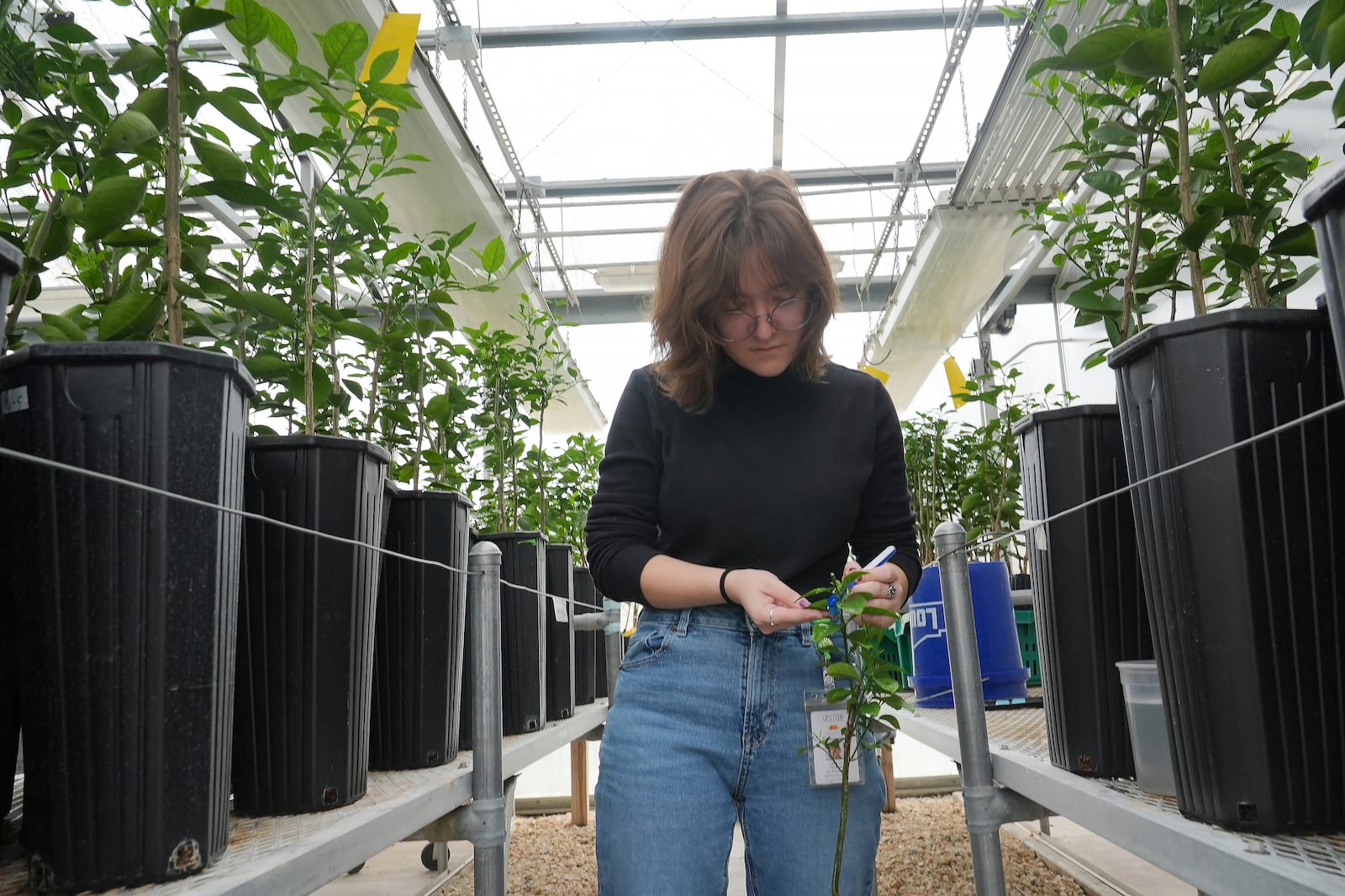 Jacklyn Peterson, a University of Florida lab technician, cleans genetically modified orange tree at the schools Food and Agricultural Sciences' Citrus Research and Education Center Wednesday, Feb. 19, 2025, in Lake Alfred, Fla. (AP Photo/Marta Lavandier)