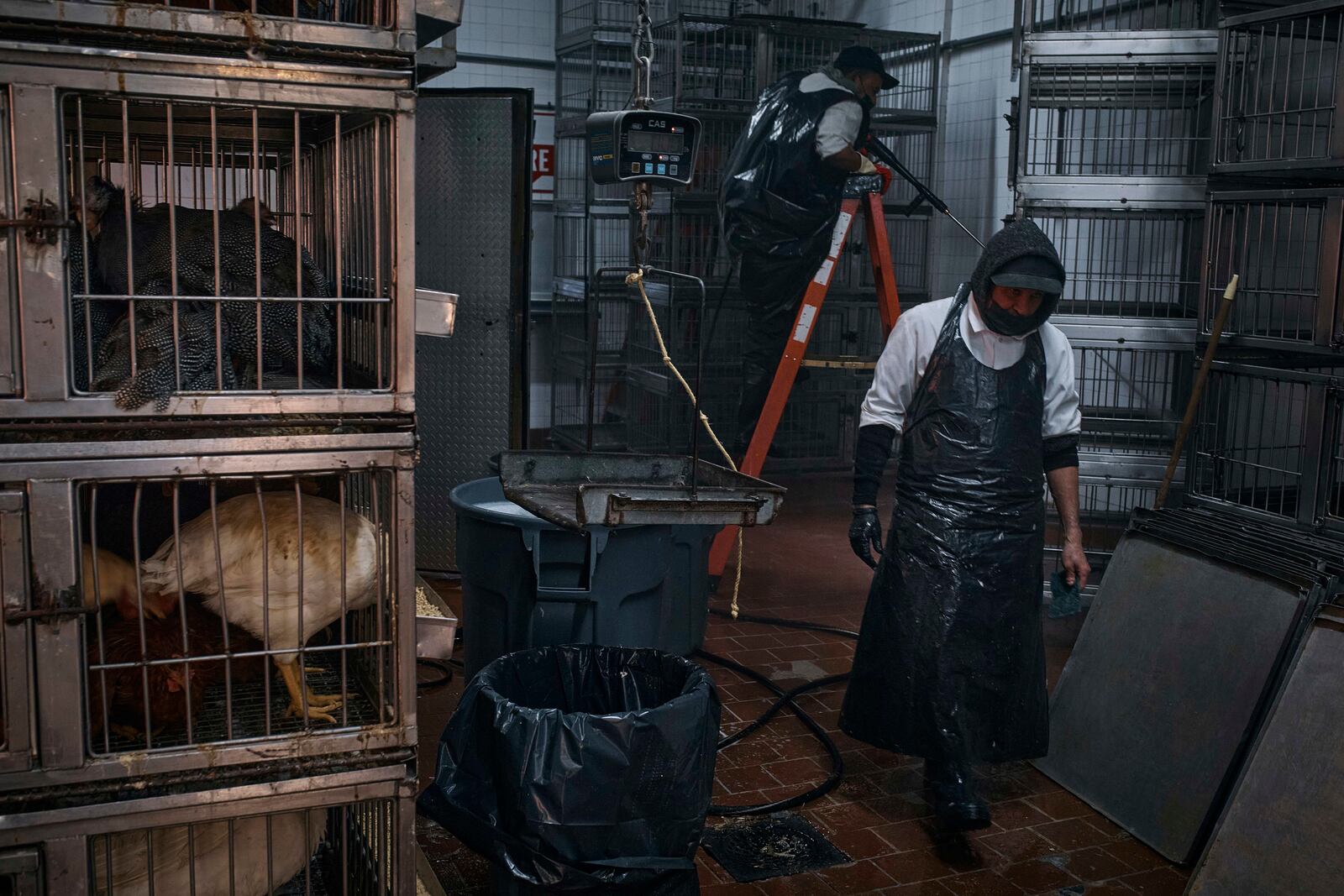 An employee of La Granja Live Poultry Corporation cleans cages and takes chickens to be slaughtered inside the store on Friday, Feb. 7, 2025, in New York. (AP Photo/Andres Kudacki)