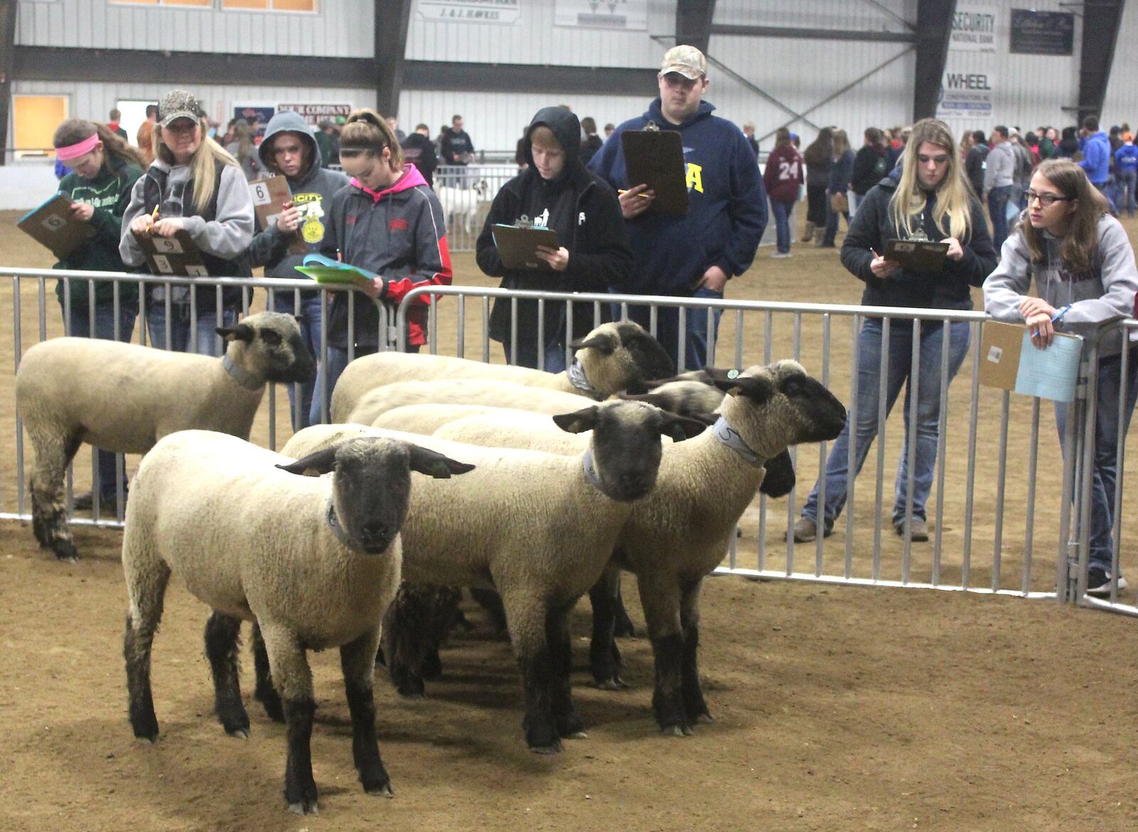 High school students from across Ohio and other states judge livestock at the annual Wilmington College Aggie’s Livestock Judging Competition. JEFF GUERINI/STAFF