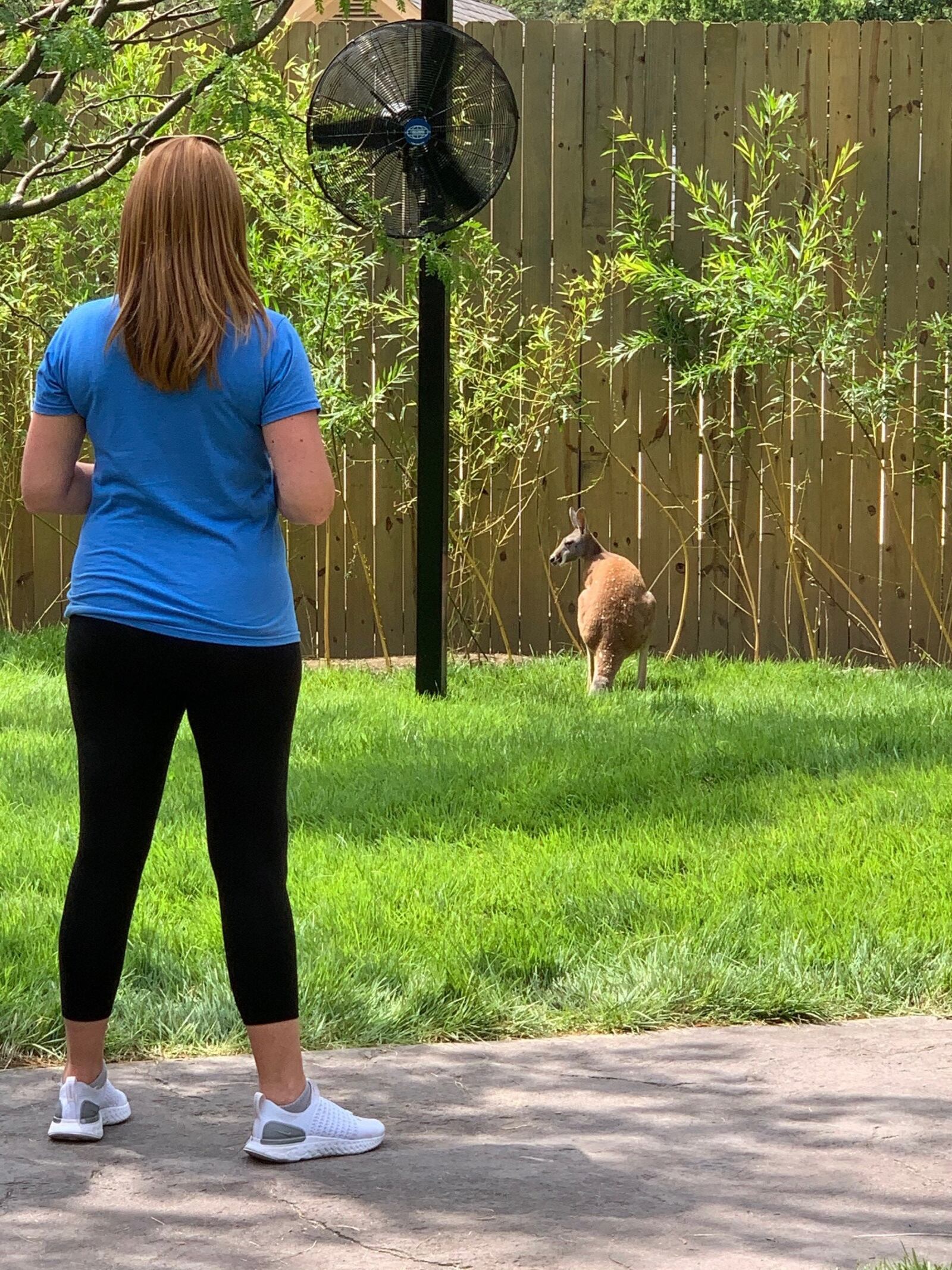 Cincinnati Zoo's new Roo Valley is a 15,000-square-foot walkabout that allows you to follow a path in an open area and see the kangaroos up close. ALEXIS LARSEN/CONTRIBUTED