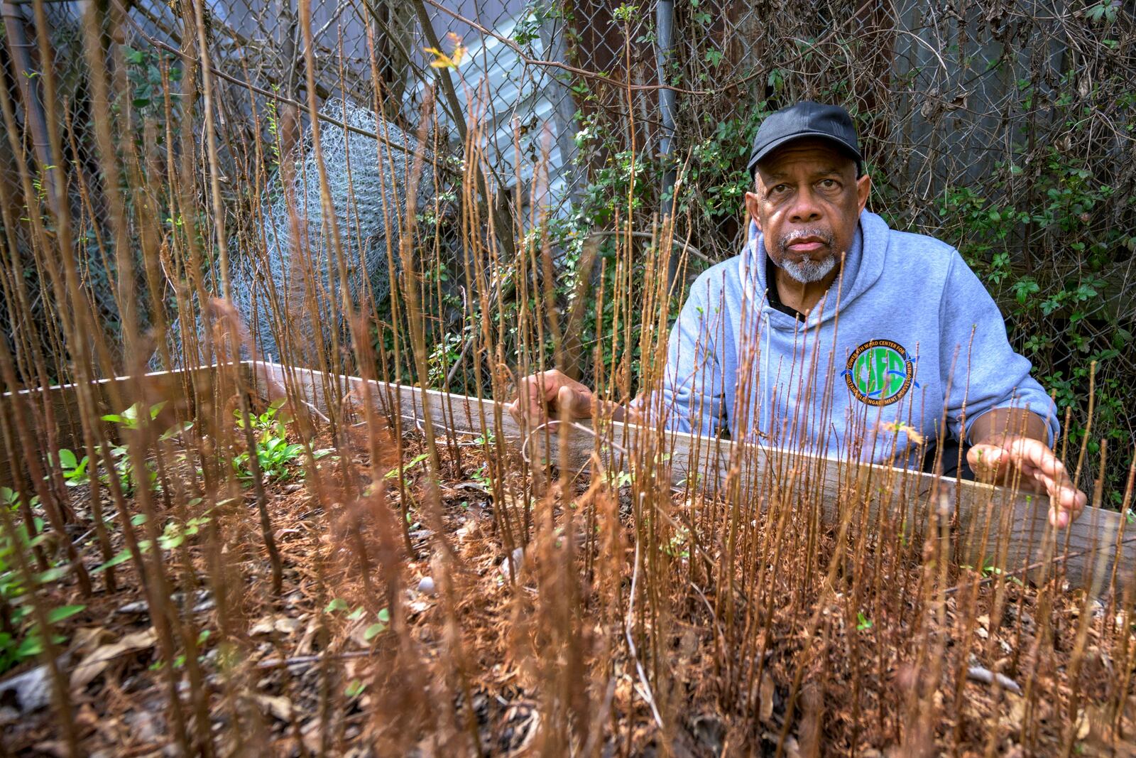 Arthur Johnson, the chief executive director of the Lower 9th Ward Center for Sustainable Engagement and Development (CSED), looks at some of the bald cypress tree seedlings he grows in New Orleans, Thursday, Feb. 27, 2025. (AP Photo/Matthew Hinton)