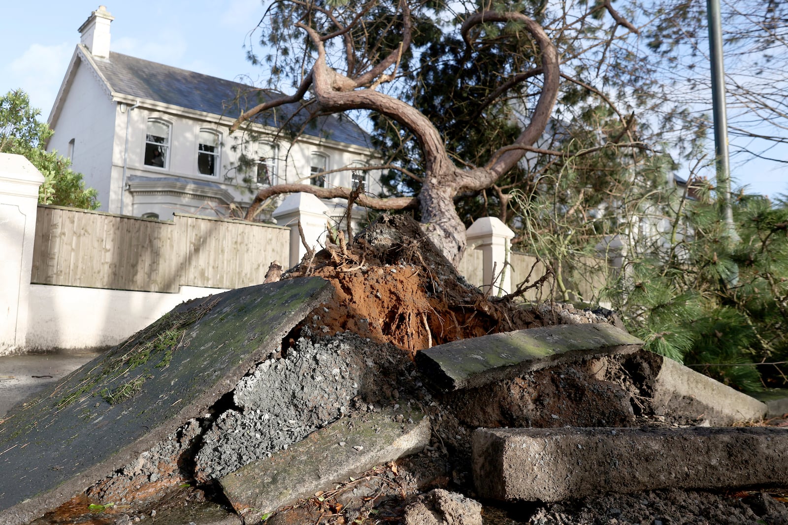 A fallen tree breaks up the pavement during storm Eowyn that hit the country in Belfast, Northern Ireland, Friday, Jan. 24, 2025.(AP Photo)