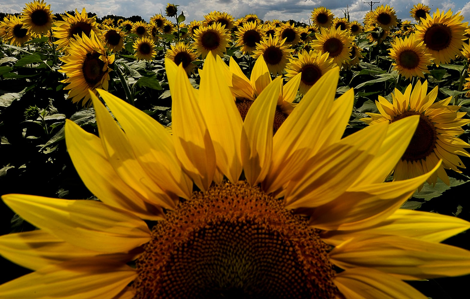 Yellow Springs Sunflowers