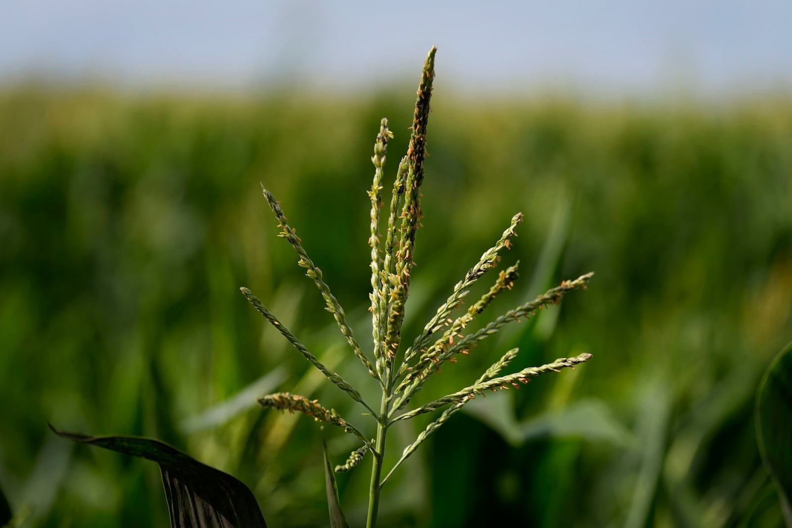 A corn tassel is visible in a PowerPollen corn field, Thursday, Aug. 22, 2024, near Ames, Iowa. (AP Photo/Charlie Neibergall)