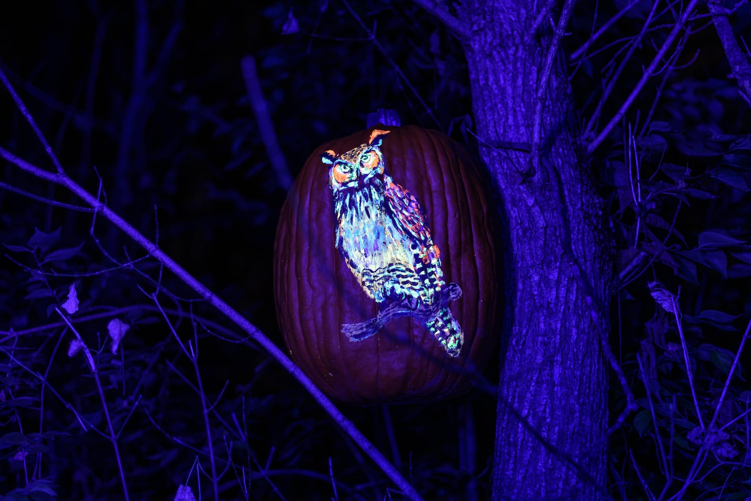 PHOTOS: 2024 Pumpkin Glow at Caesar Ford Park