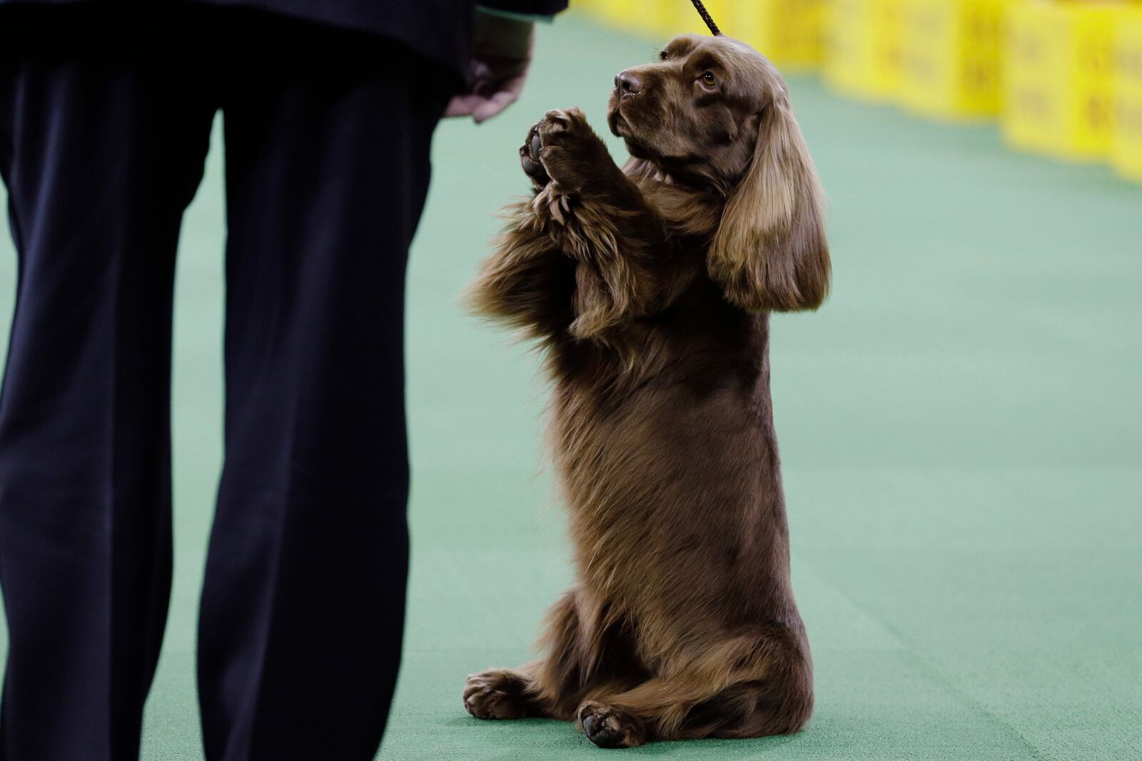 FILE — A Sussex spaniel competes with the sporting group at the Westminster Kennel Club dog show, Feb. 17, 2015, in New York. (AP Photo/Frank Franklin II, File)