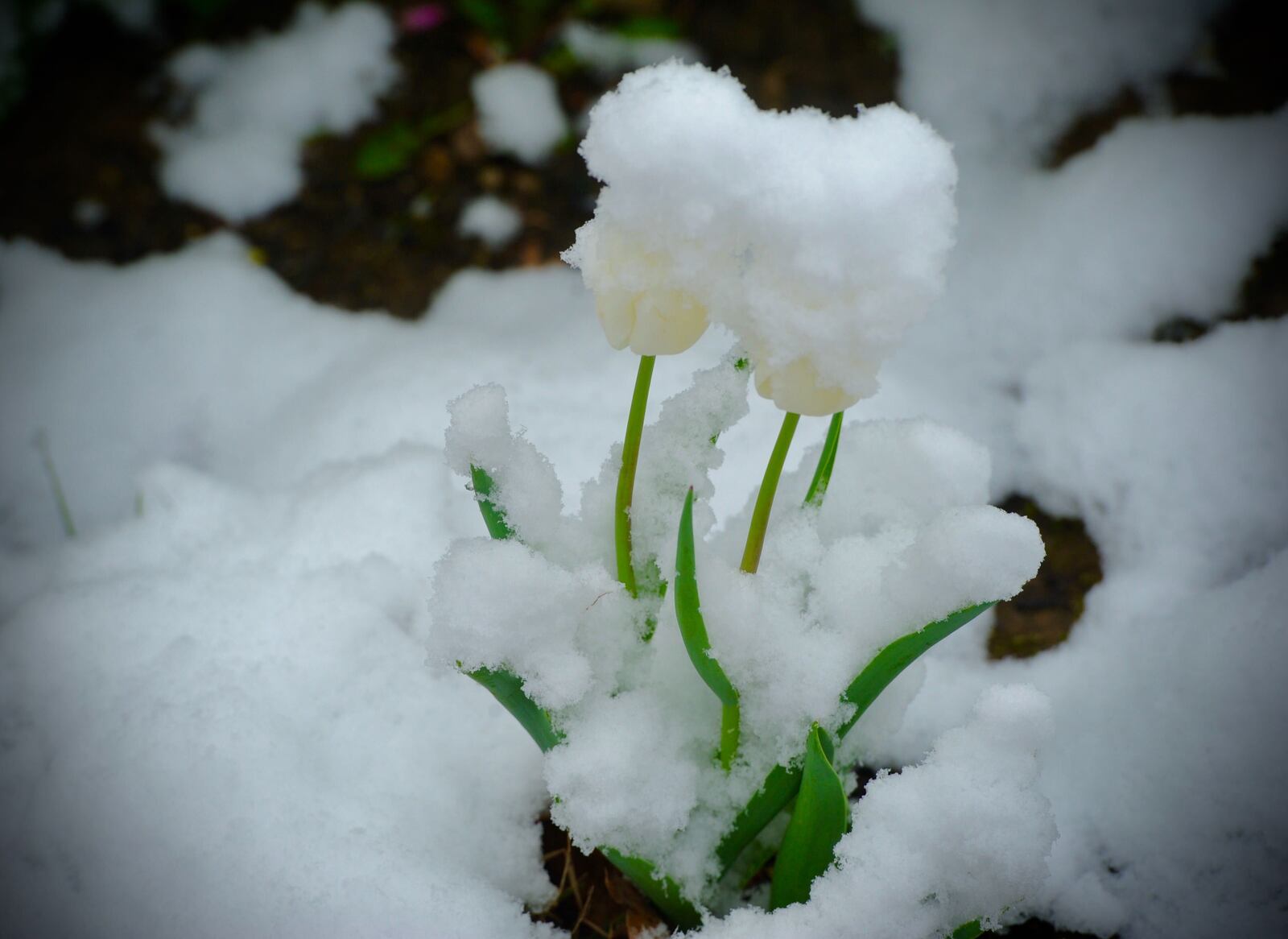 Spring time snow Wednesday, April 21, 2021  covers these bolding colored Tulips. MARSHALL GORBY\STAFF