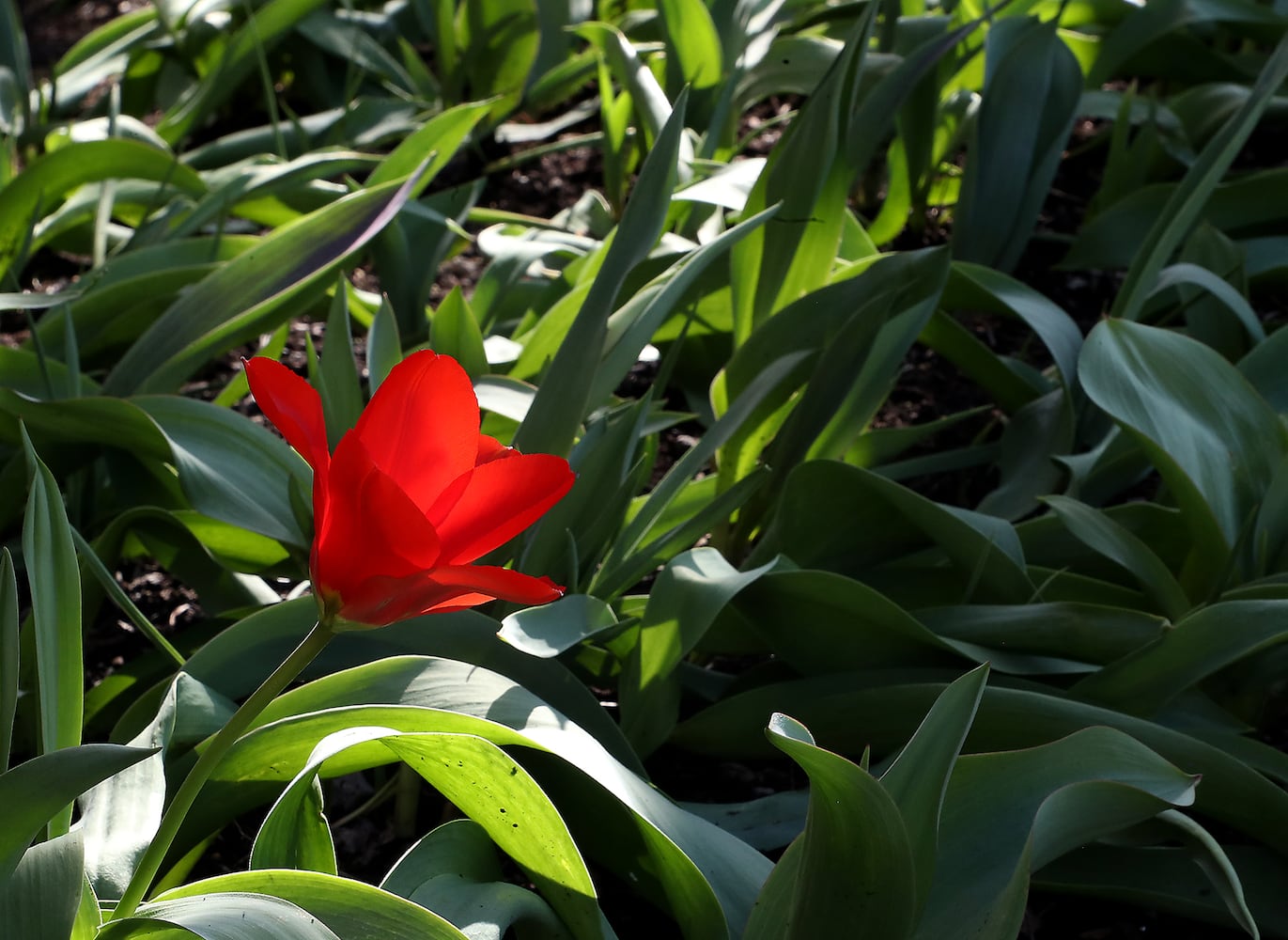 PHOTOS: Spring Has Sprung in Springfield