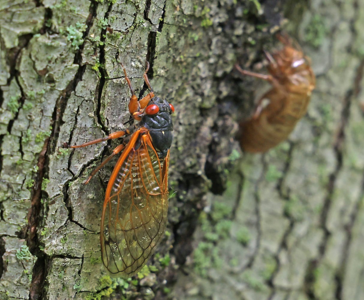 060421 Cicadas SNS