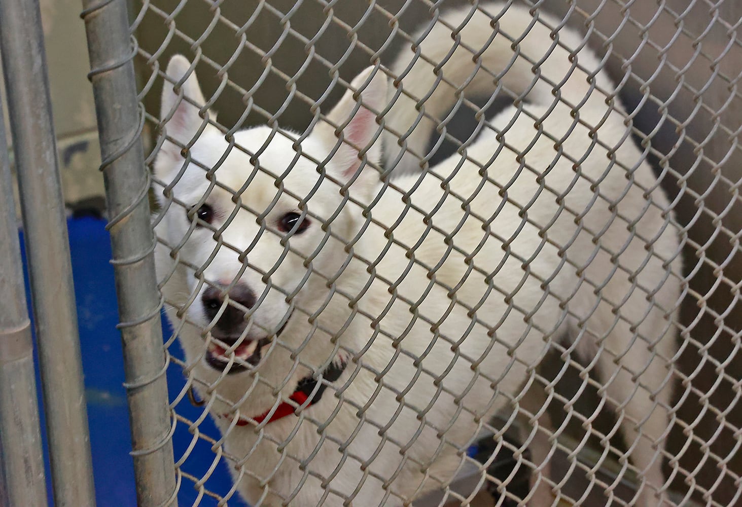 Clark County Dog Shelter SNS