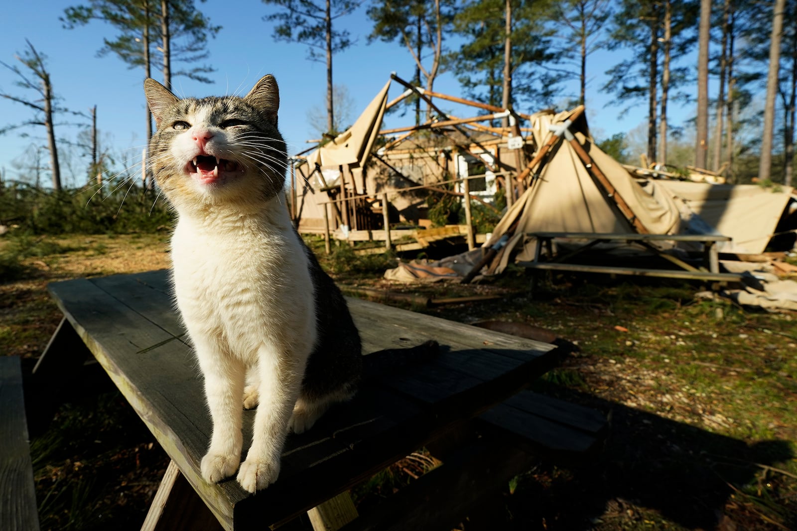 A cat cries out while sitting before a destroyed cabin from a tornado at Paradise Ranch RV Resort in Tylertown, Miss., Sunday, March 16, 2025. (AP Photo/Rogelio V. Solis)