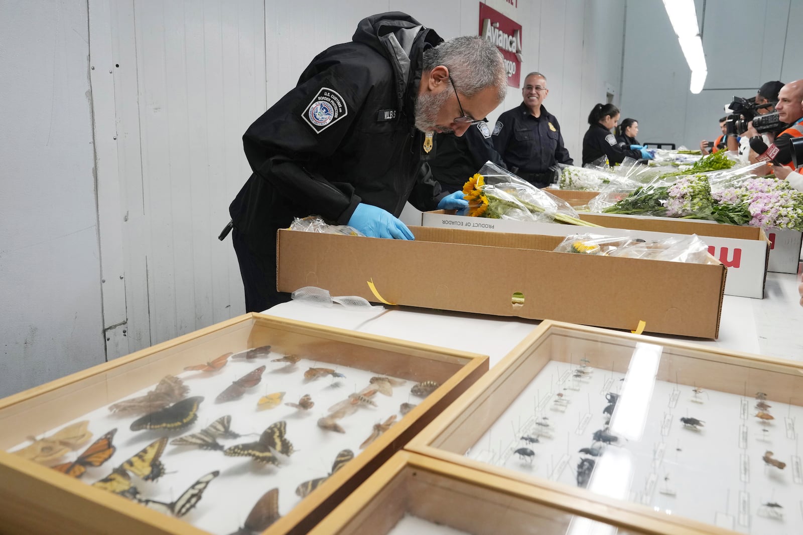 U.S. Customs and Border Protection agriculture specialist Daniel Villegas inspects a box of flowers from South America, Friday, Feb. 7, 2025, at Miami International Airport, in Miami. (AP Photo/Marta Lavandier)