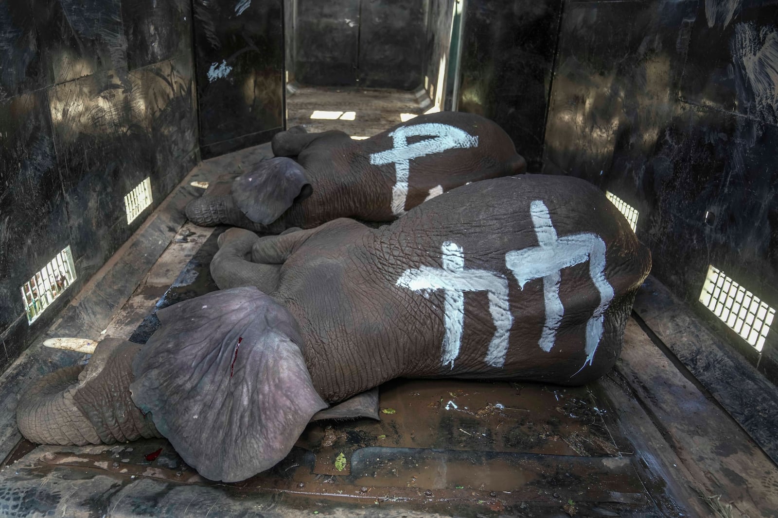 Elephants captured by Kenya Wildlife Service rangers loaded on a truck at Mwea National Park, east of the capital Nairobi, Kenya Monday, Oct. 14, 2024. (AP Photo/Brian Inganga)