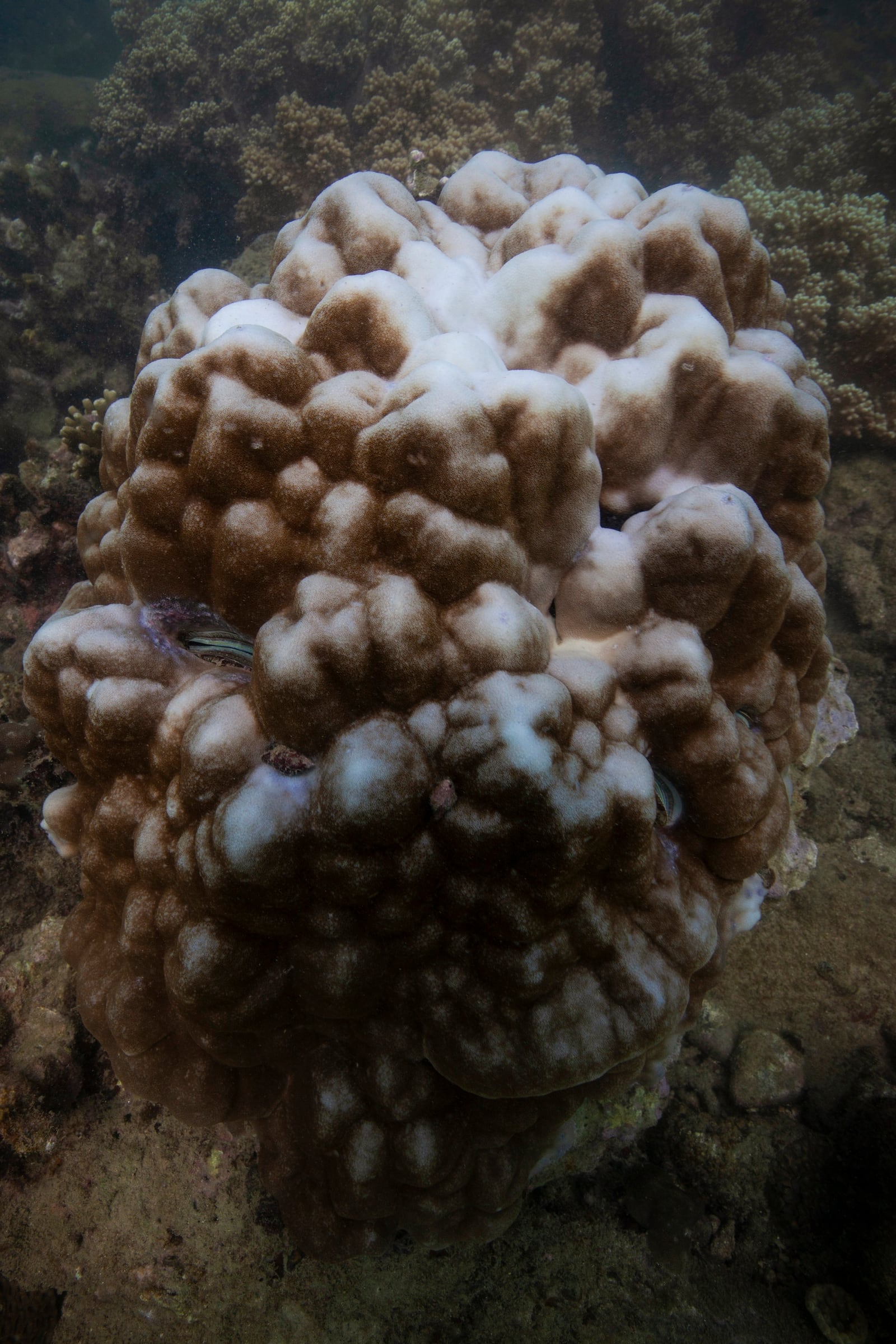 Bleaching is visible on coral reef off the coast of Nha Trang, Vietnam, Oct. 24, 2024. (AP Photo/Yannick Peterhans)