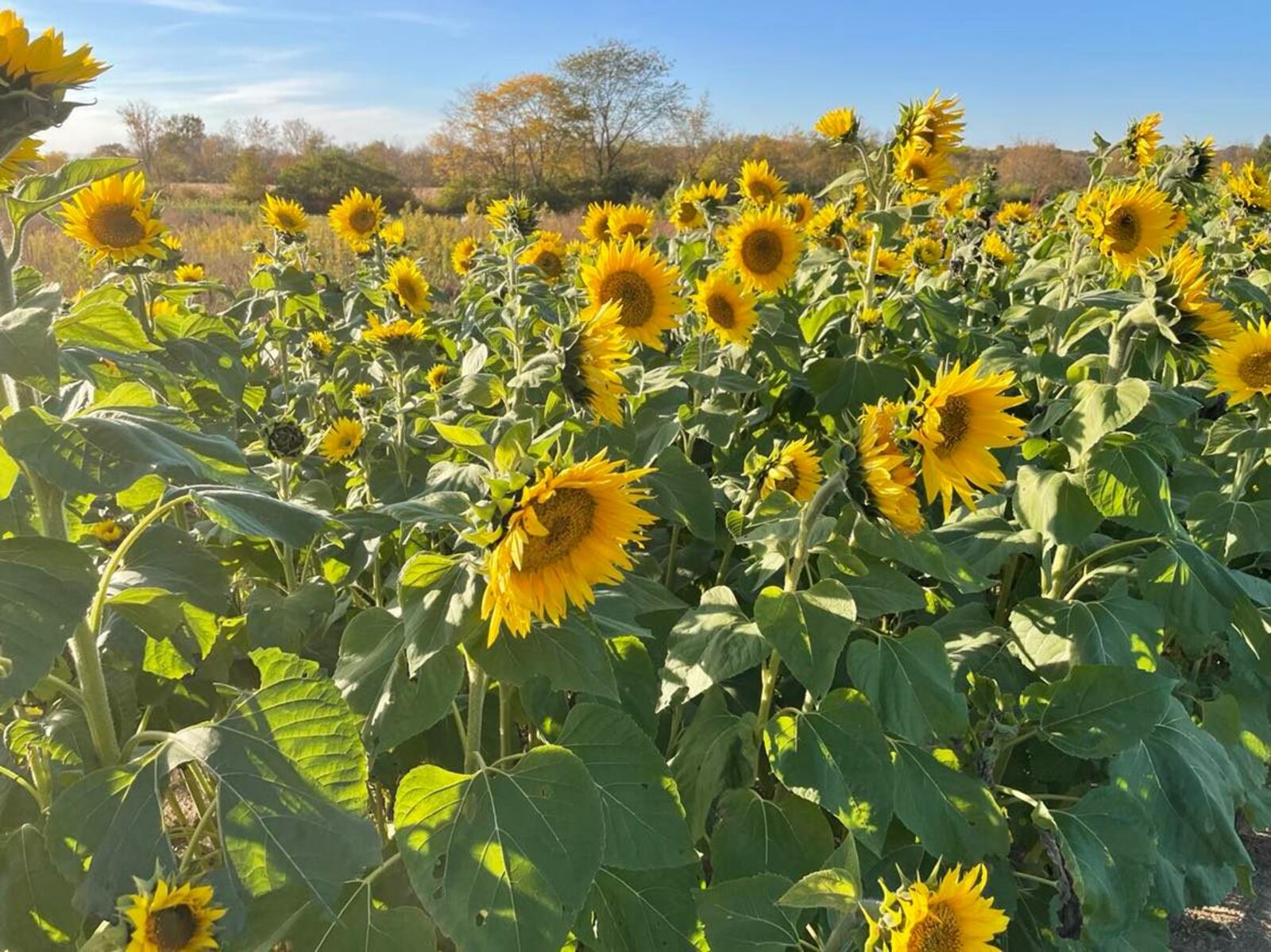 There are thirteen acres of sunflowers at various stages of growth and lots of pollinators, butterflies, and wooly bear caterpillars. Photos by Pam Cottrel