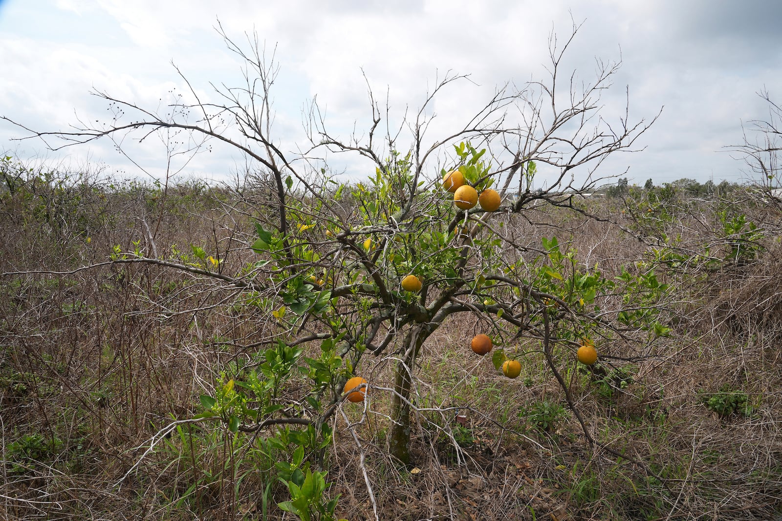 An orange tree grows in an abandoned grove Wednesday, Feb. 19, 2025, in Lake Wales, Fla. (AP Photo/Marta Lavandier)