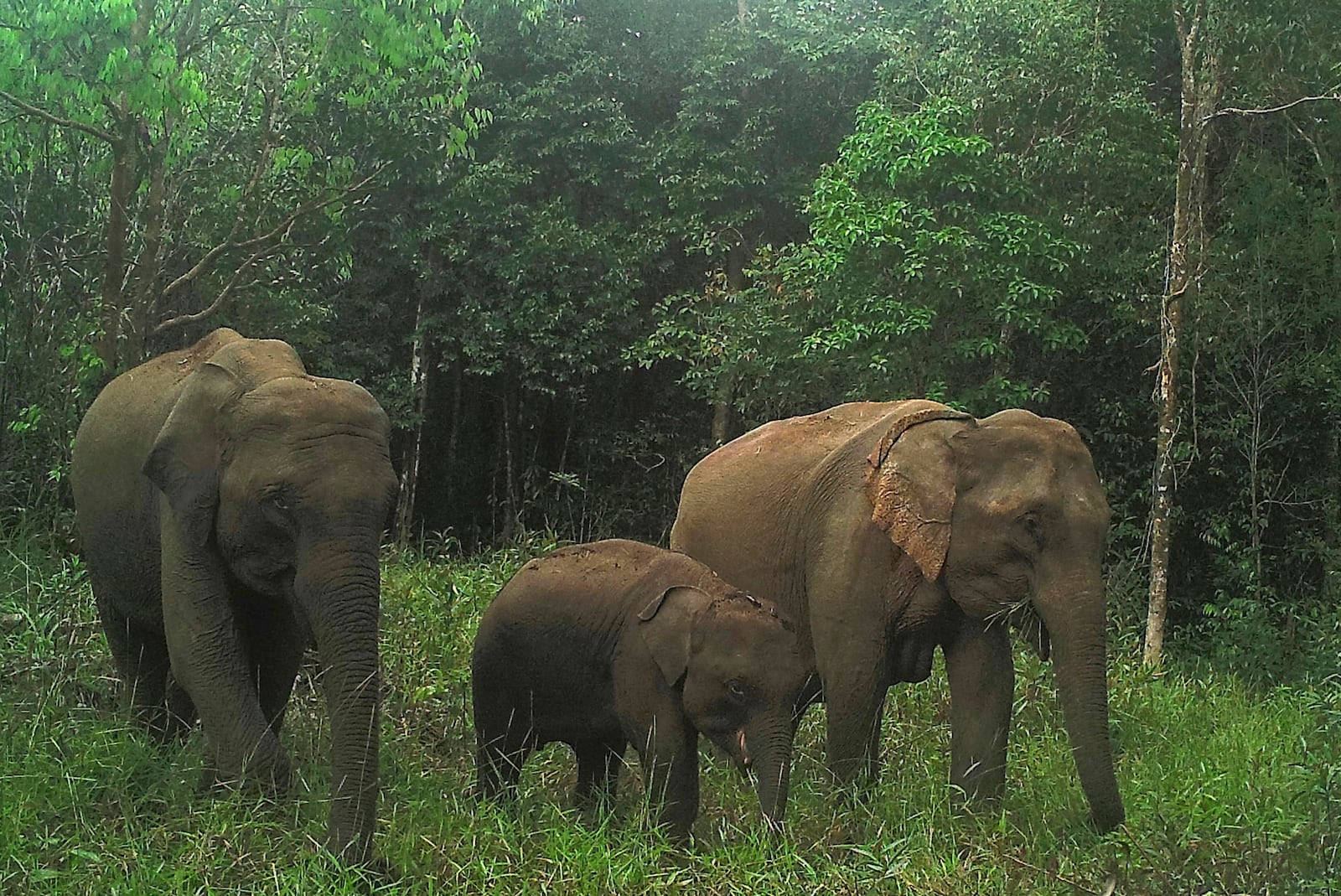 In this photo released by the Flora & Fauna conservation group, elephants are seen at Prey Lang Wildlife Sanctuary in Preah Vihear province, Cambodia, in 2020. (The Flora & Fauna conservation group via AP)