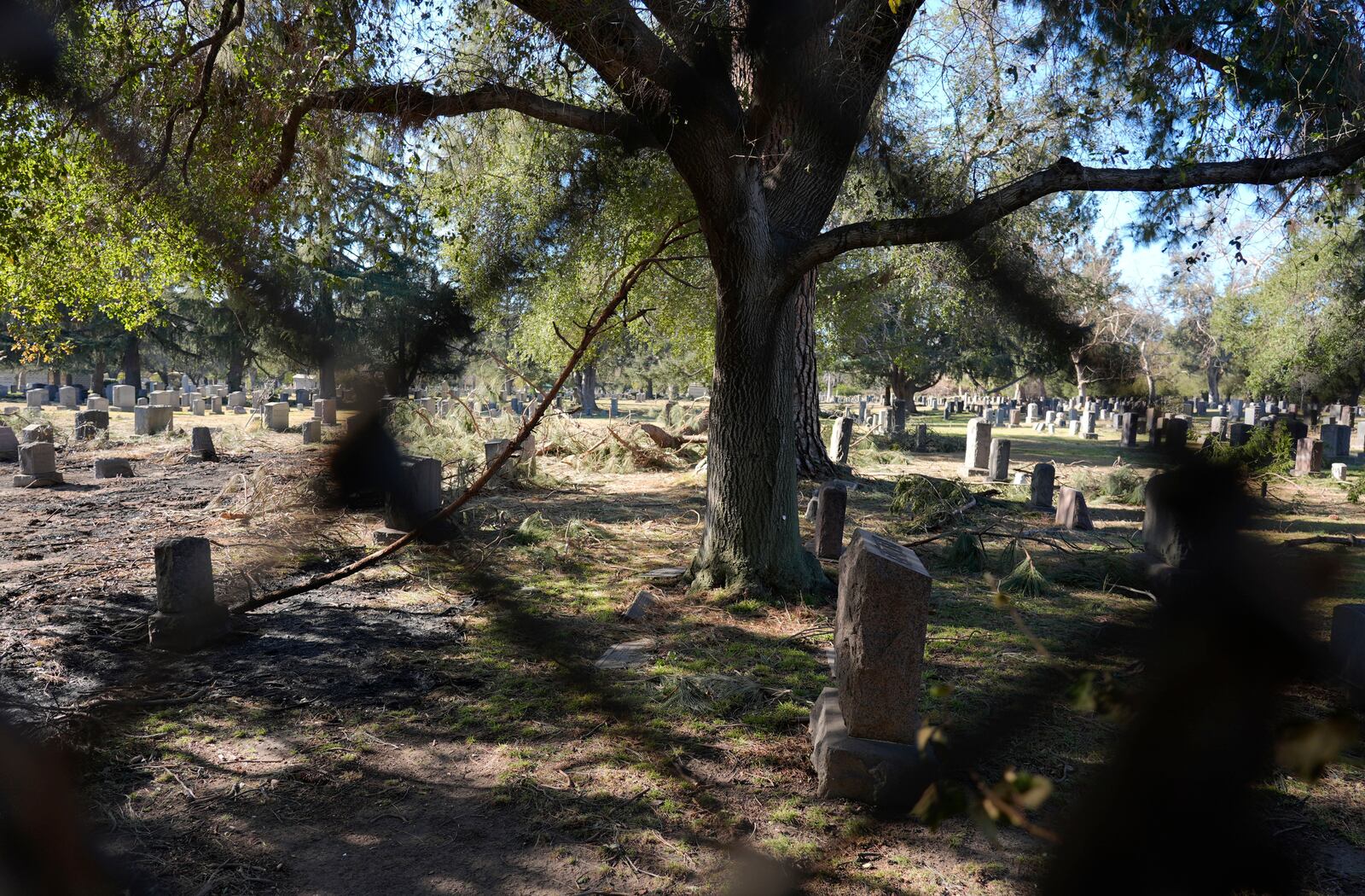 A damaged tree stands near graves at Mountain View Cemetery after the Eaton Fire, Tuesday, Jan. 14, 2025, in Altadena, Calif. (AP Photo/Chris Pizzello)