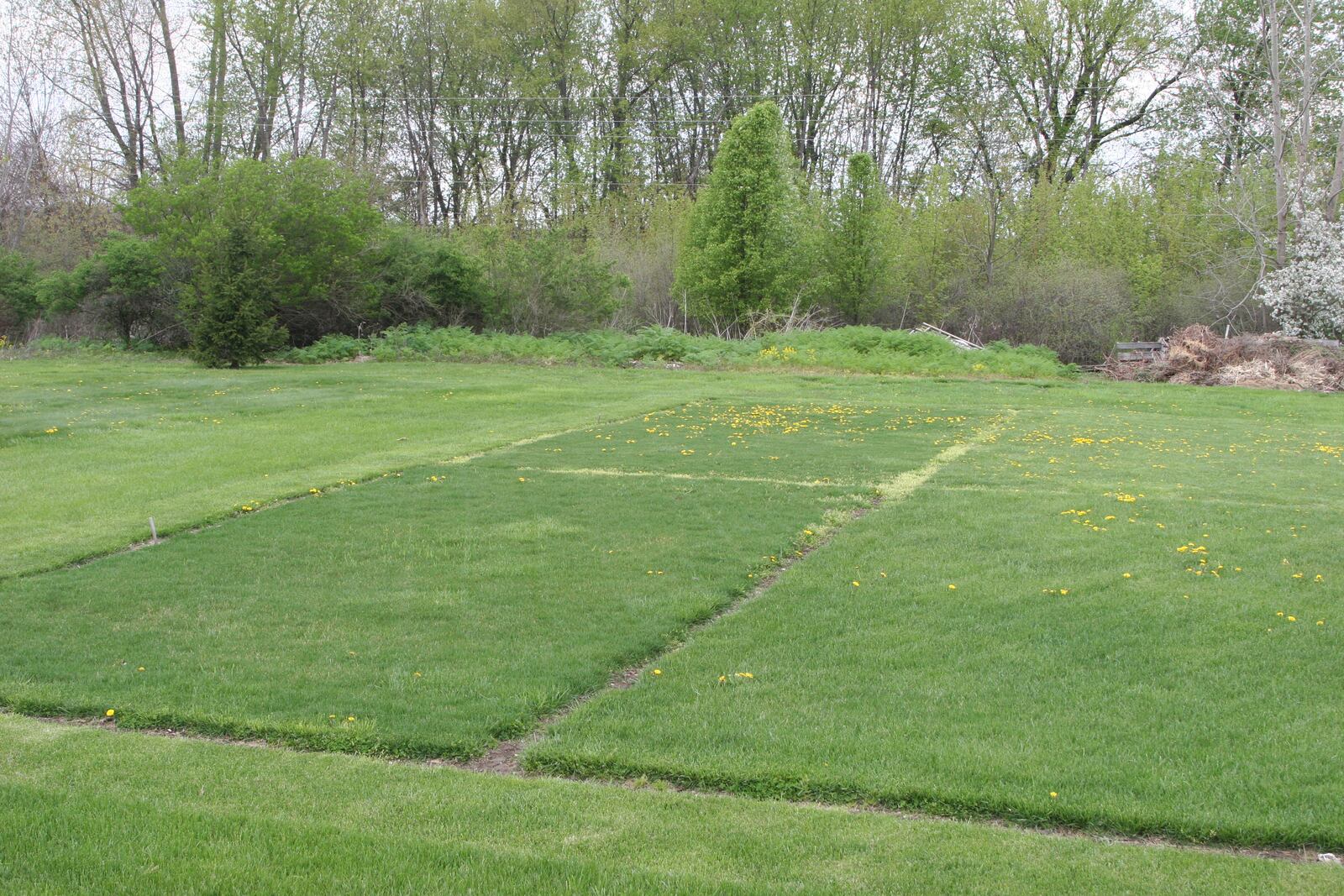 Proper mowing heights helps to prevent dandelions; front plot in the photo mowed high, back plot mowed low.