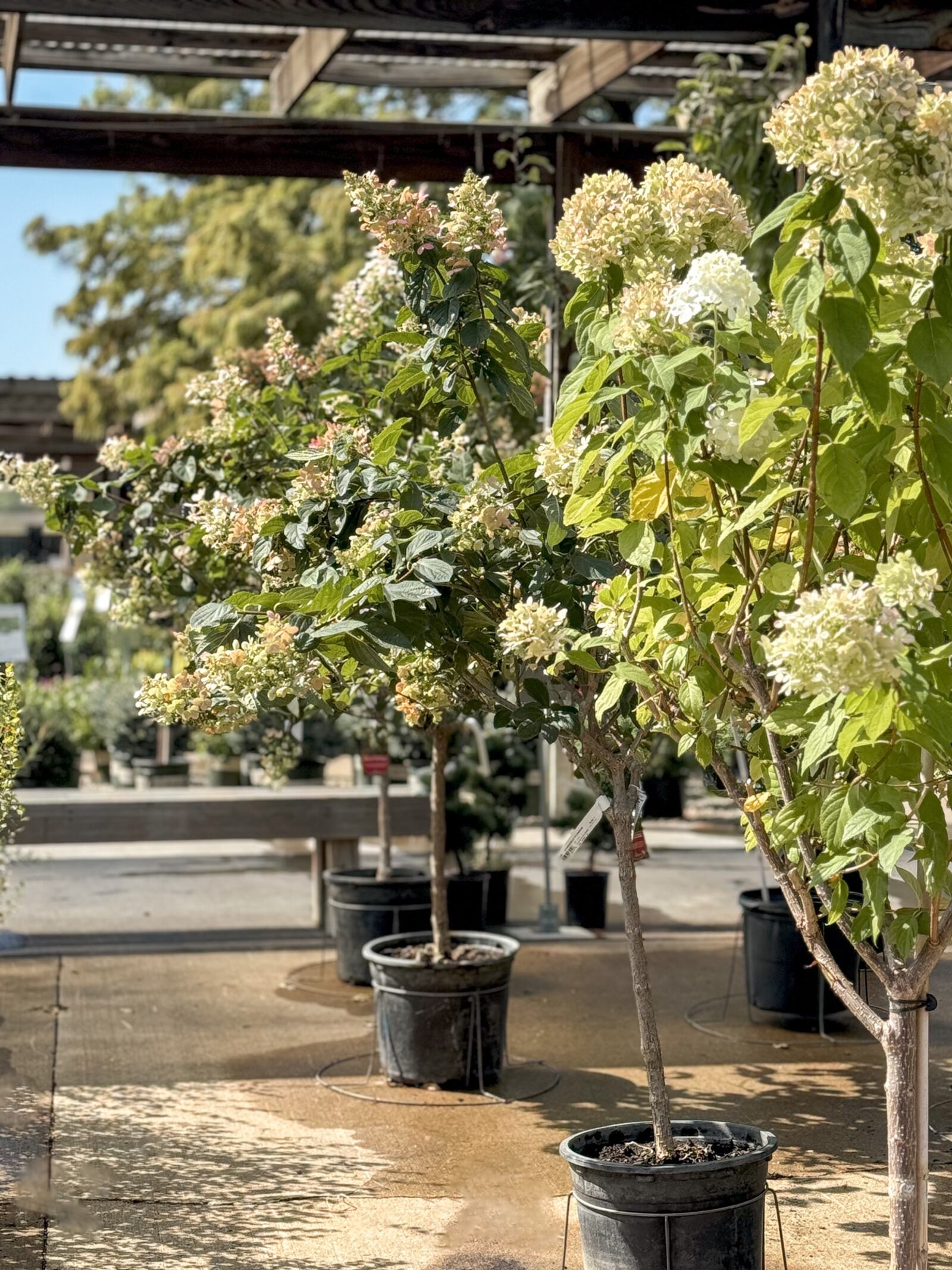 Hydrangeas plants and trees are popular, and now is the best time to plant them. COINTRIBUTED