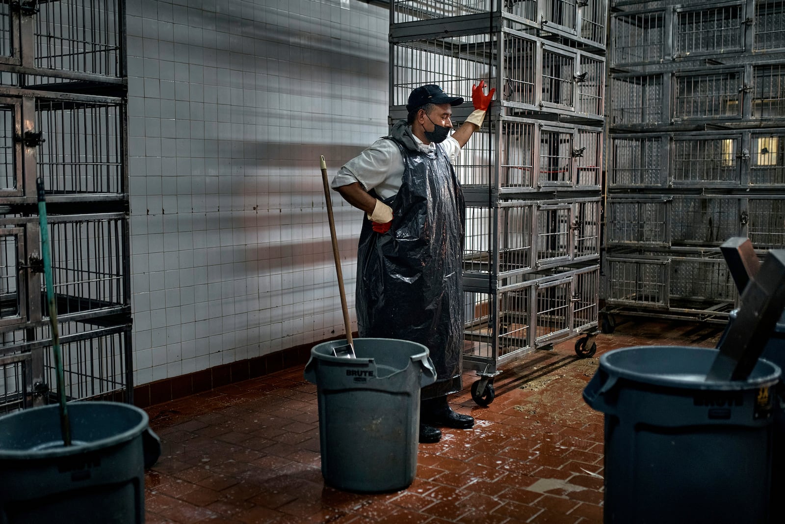 An employee takes a break from cleaning cages inside the La Granja Live Poultry Corporation store on Friday, Feb. 7, 2025, in New York. (AP Photo/Andres Kudacki)