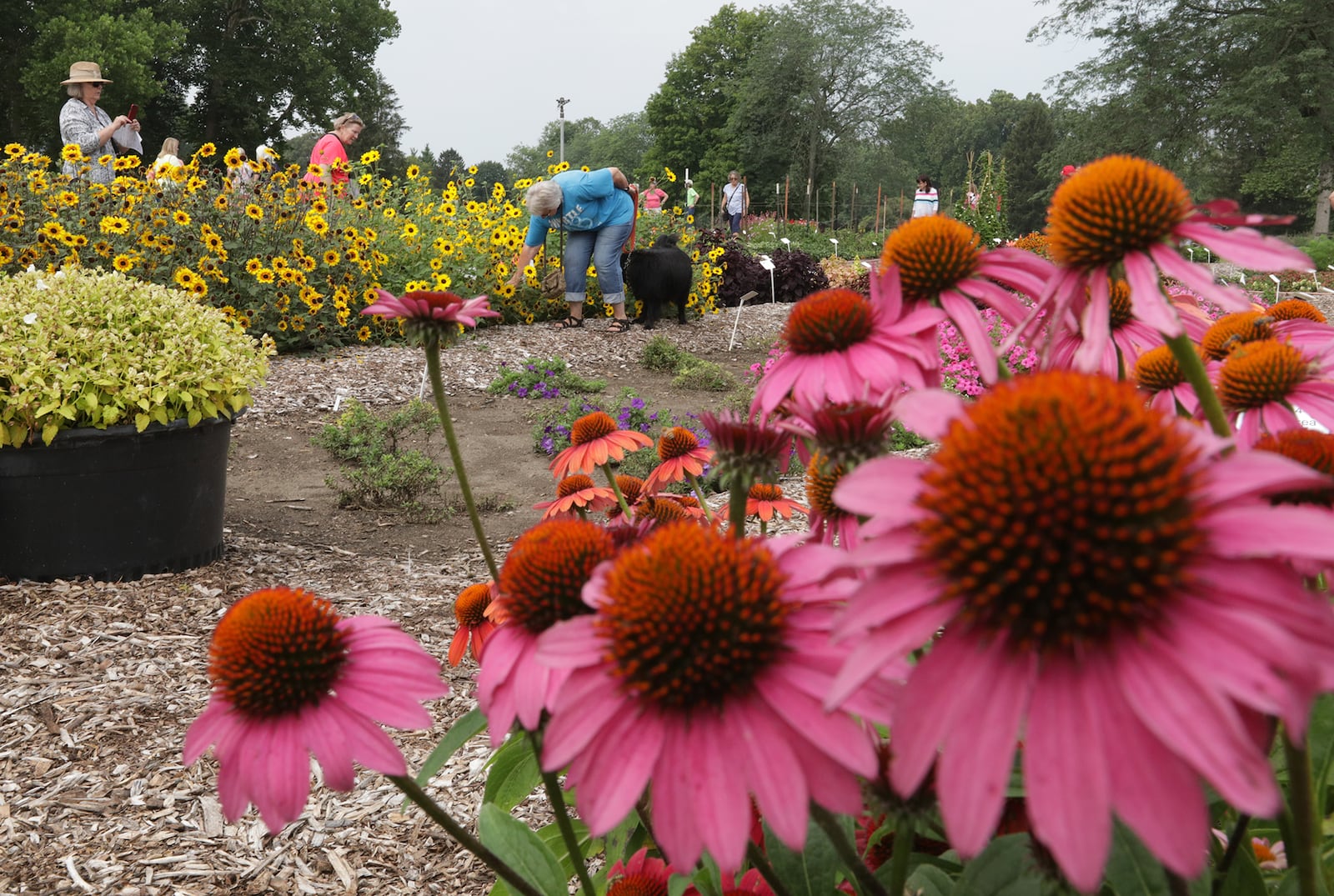 Visitors wonder through the Snyder Park Gardens and Arboretum during the Gardens' Jubilee celebrating their official grand opening Saturday. . BILL LACKEY/STAFF