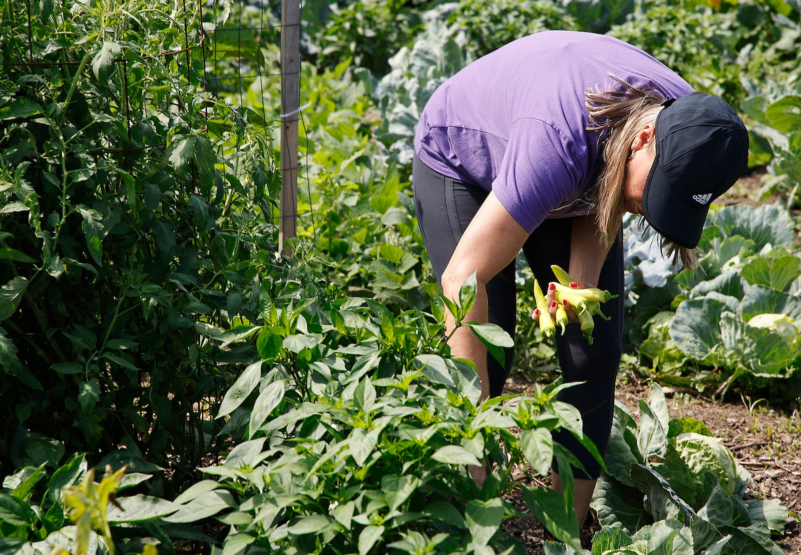 Melanie Toles harvests some of the vegetables from her garden at the Jefferson Street Oasis Friday, July 12, 2024. BILL LACKEY/STAFF