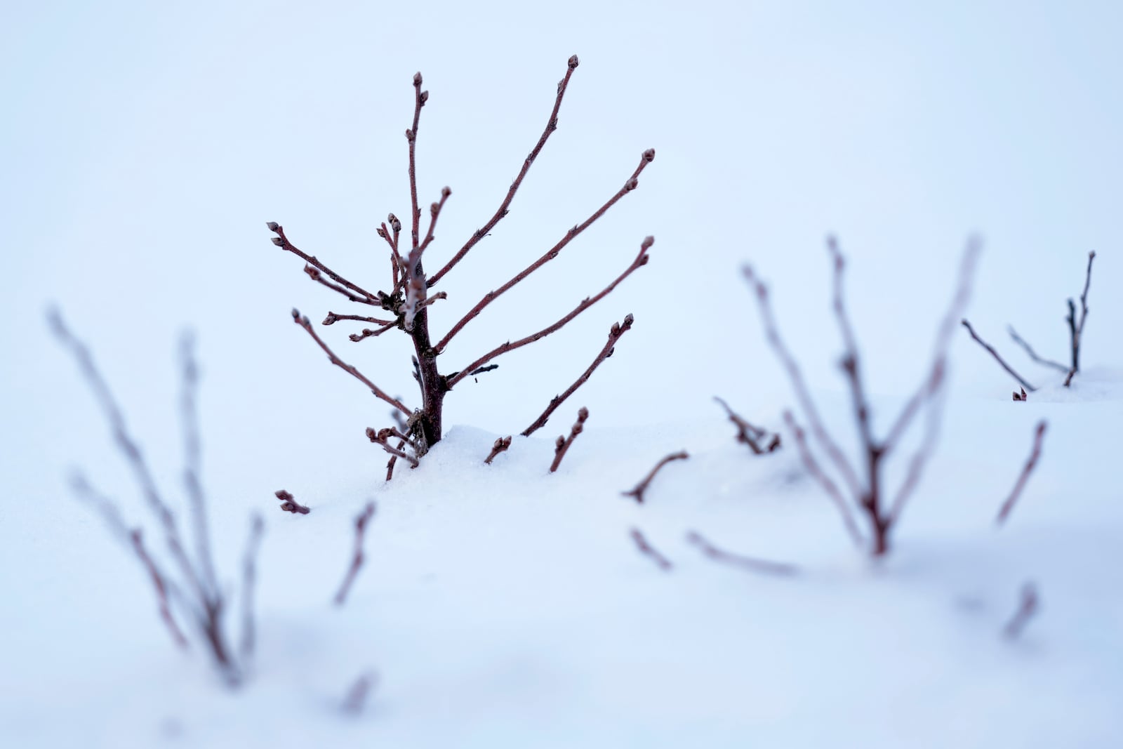 A wild blueberry plant protrudes from the snowpack at Intervale Farm, Monday, Feb. 10, 2025, in Cherryfield, Maine. (AP Photo/Robert F. Bukaty)