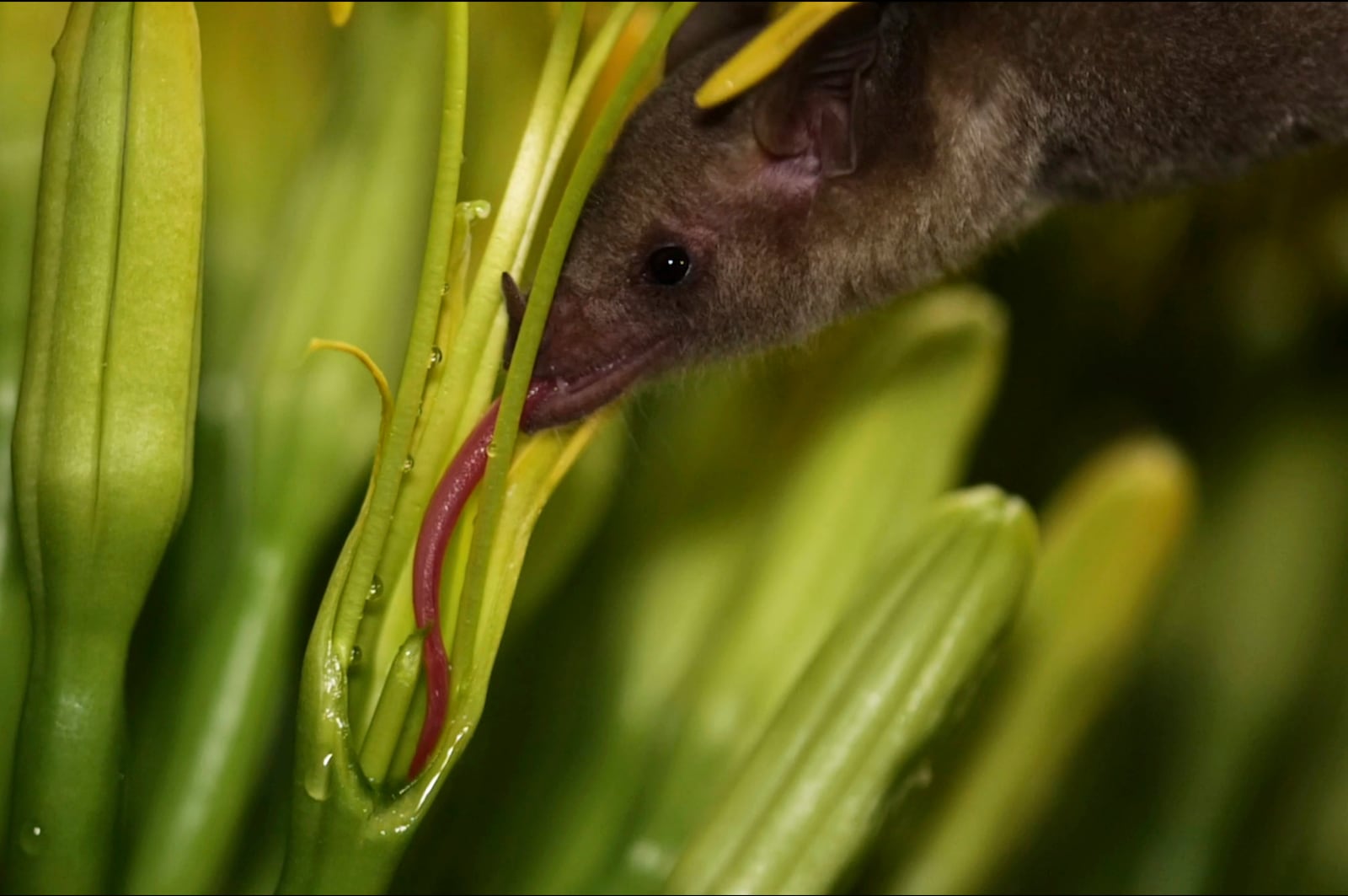 A Mexican long-nosed bat (Leptonycteris nivalis) feeds on agave nectar in Nuevo León, Mexico, in July 2022. (Chris Galloway/Horizonline Pictures/Bat Conservation International via AP)