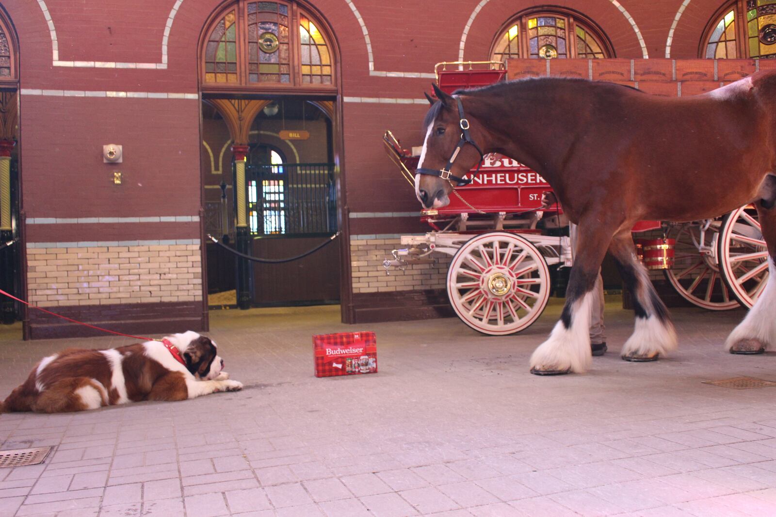 Liberty Twp. pup Wilson at his photo shoot at Anheuser-Busch in St. Louis earlier this month. KELSEY DEMPSEY/SUBMITTED