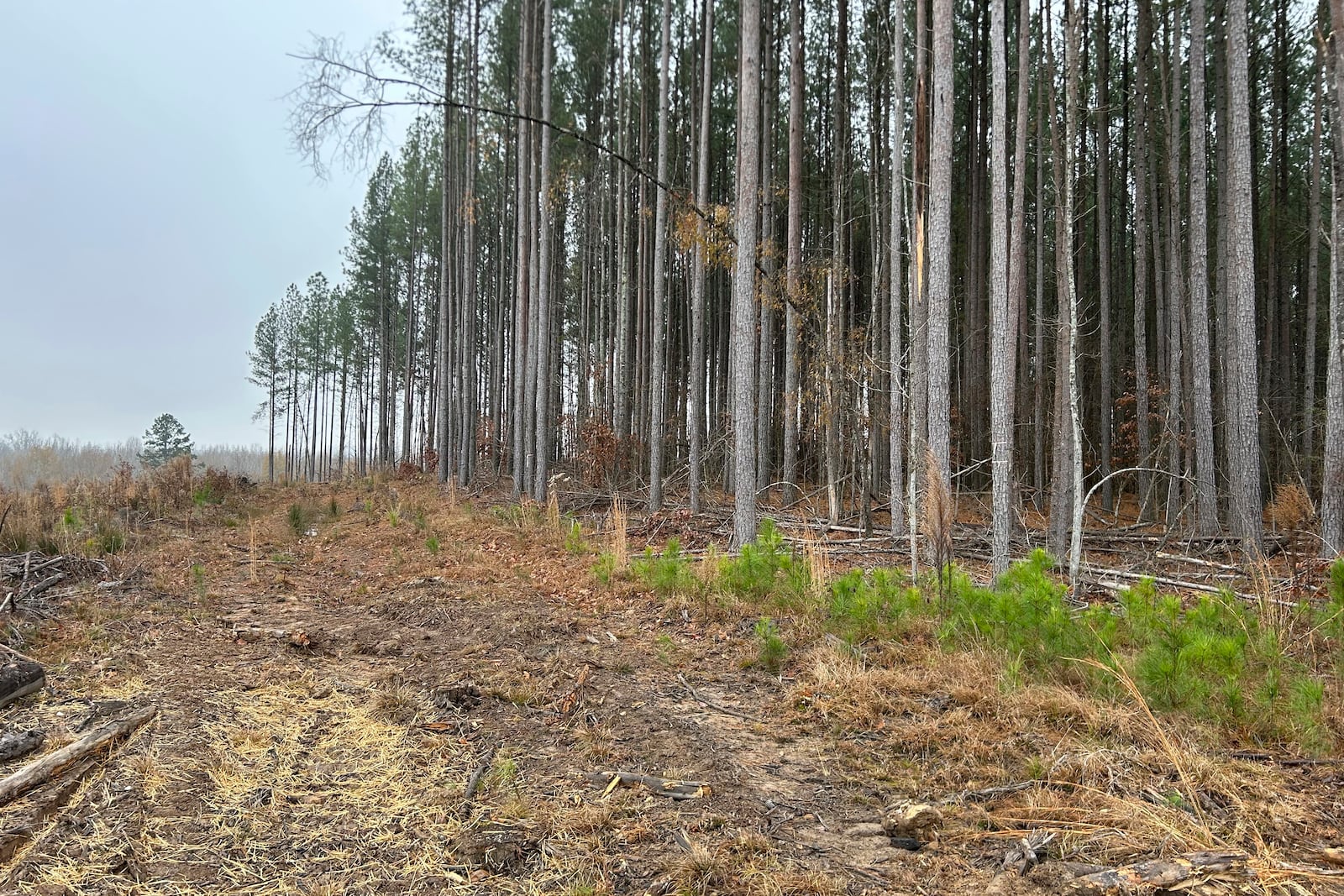 This photo provided by Jeff Bennett shows the trees next to the graves of Black tenant farmers, Dec. 10, 2024, on the former Oak Hill plantation outside of Danville, Va. (Jeff Bennett via AP)