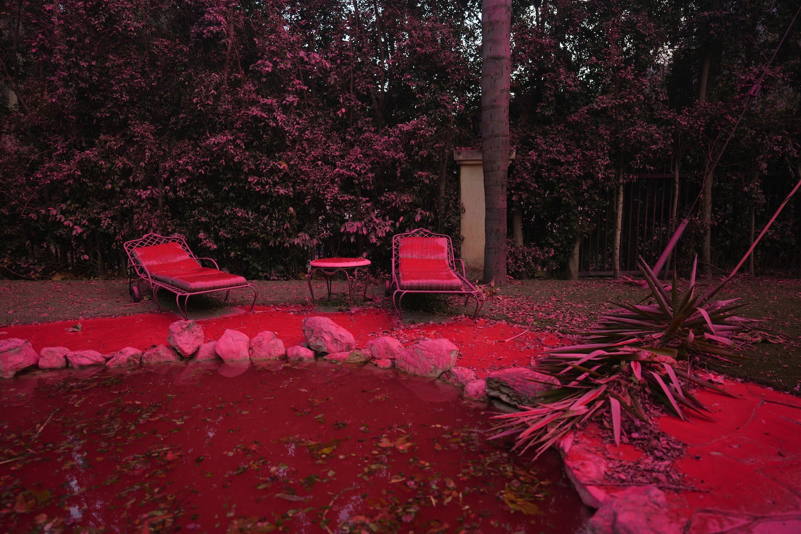 Fire retardant covers a backyard in Mandeville Canyon during the Palisades Fire, Saturday, Jan. 11, 2025, in Los Angeles. (AP Photo/Eric Thayer)