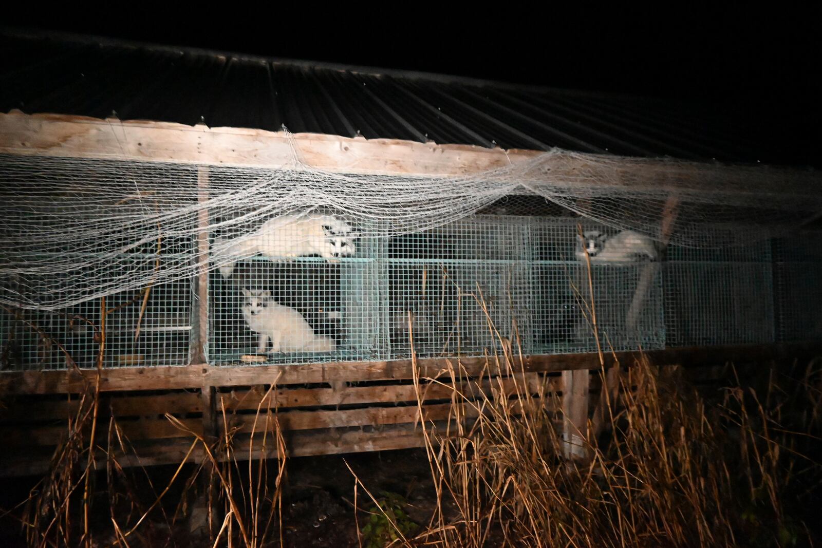 This photo provided by Humany Society International shows foxes inside a cage at a fur farm in western Finland, in late October 2024. (Humany Society International/Oikeutta Elaimille via AP)