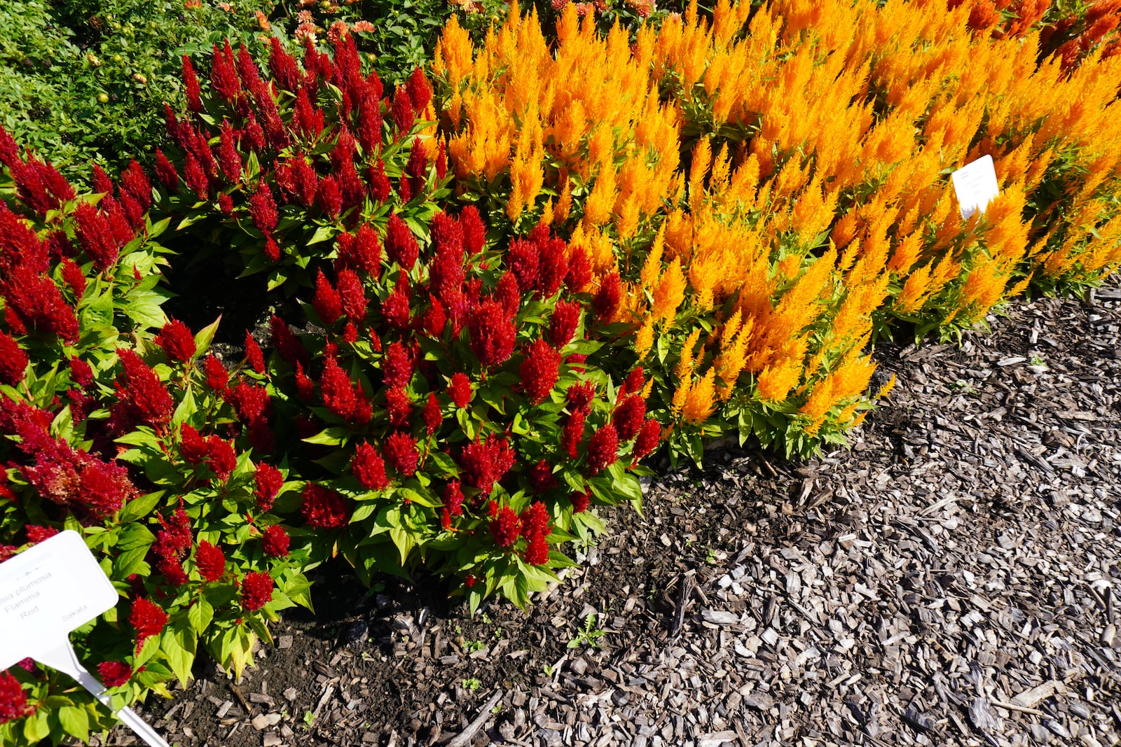 Colors in the celosia Flamma series include rose and golden. CONTRIBUTED