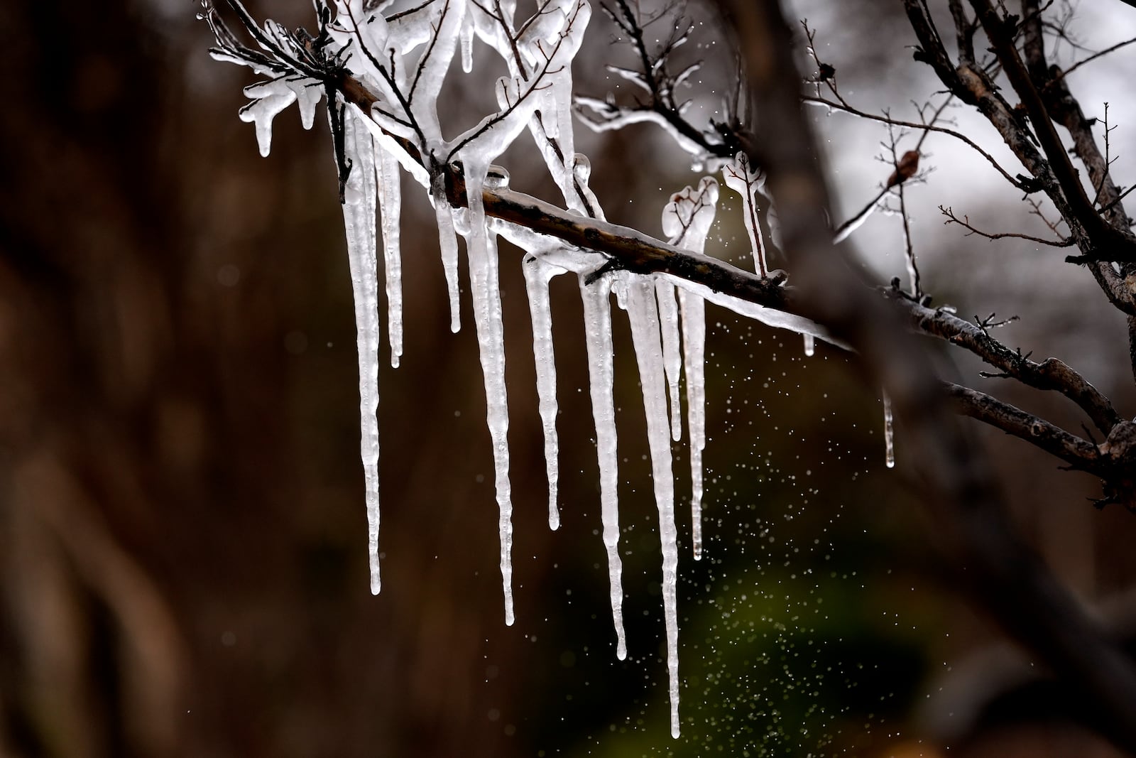 Cold temperatures and a lawn sprinkler create icicle on a tree ahead of a winter storm expected to hit the North Texas region later tomorrow Wednesday, Jan. 8, 2025, in Richardson, Texas. (AP Photo/LM Otero)