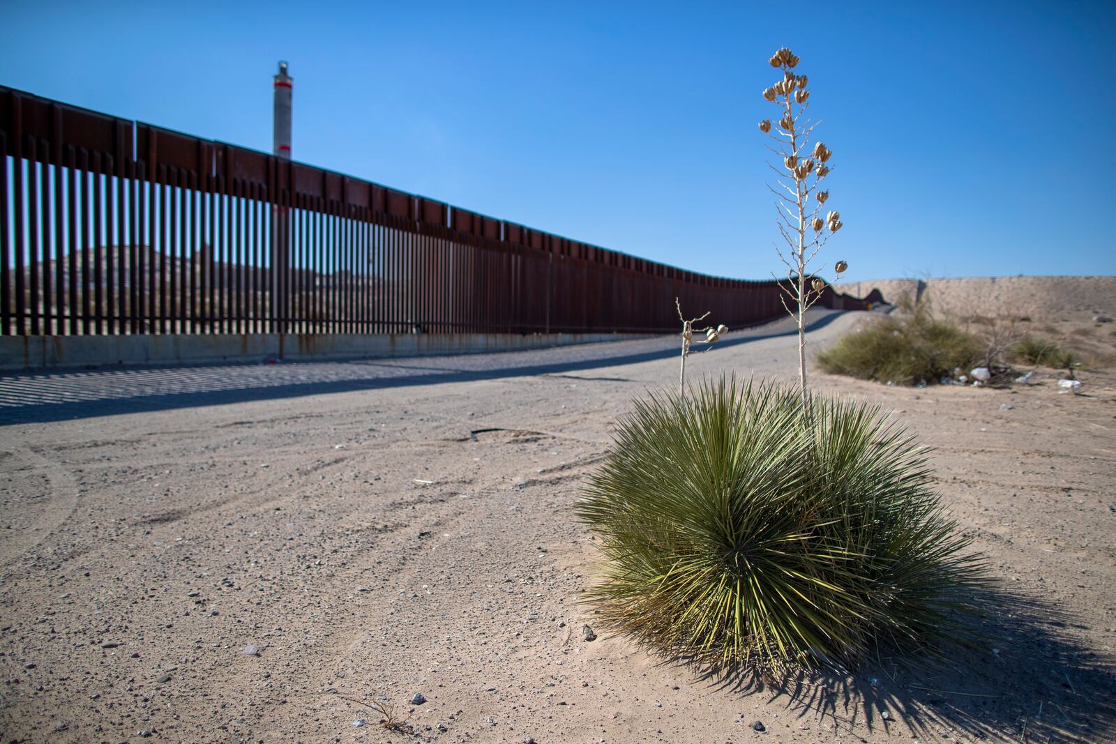 A yucca plant is backdropped by the border wall in Sunland Park, N.M., Tuesday, Jan. 21, 2025. (AP Photo/Andres Leighton)