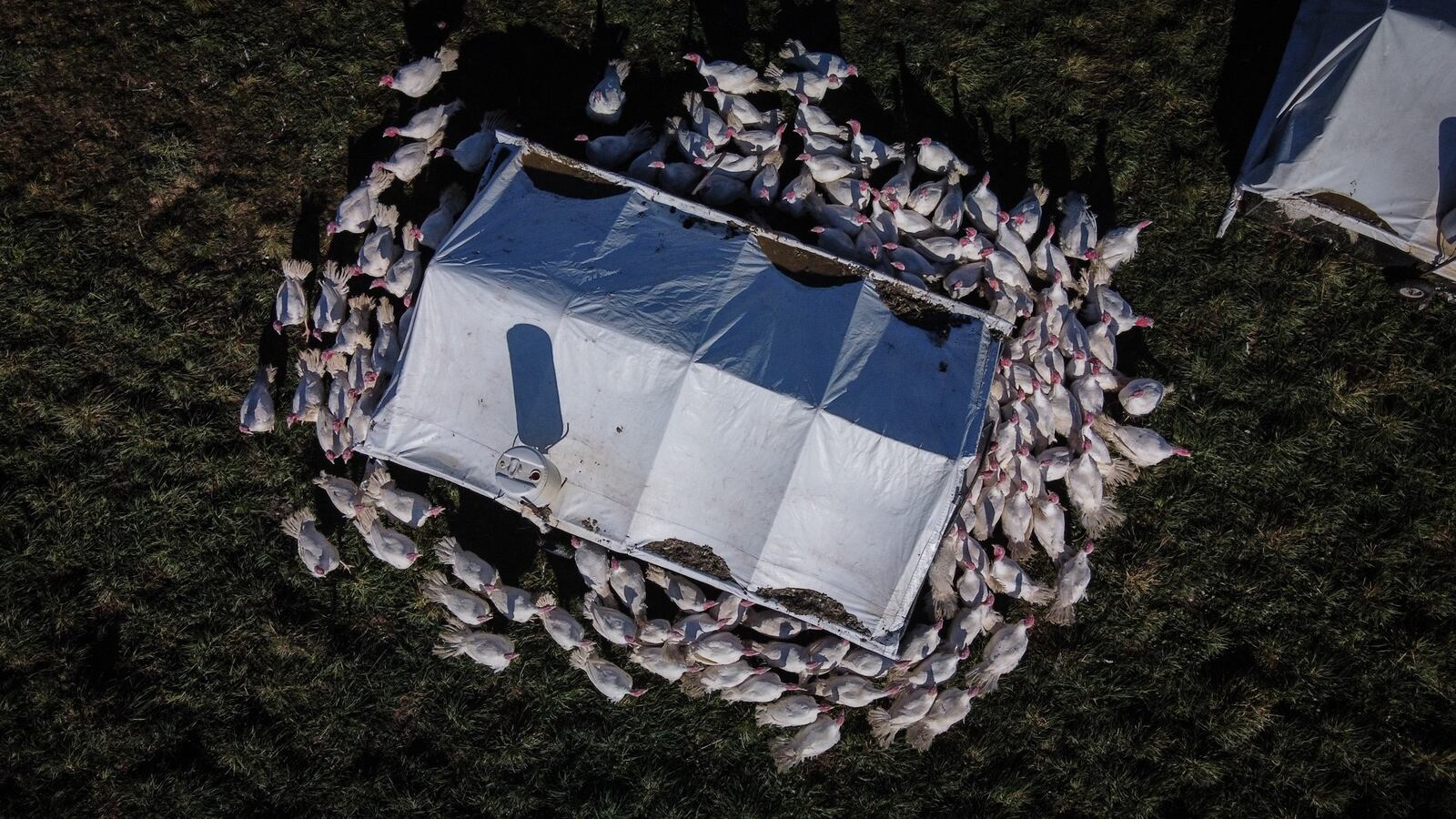 Maker's Meadow Farm decided to meet consumer demands by tripling the number of turkeys it produced from last year. JIM NOELKER/STAFF