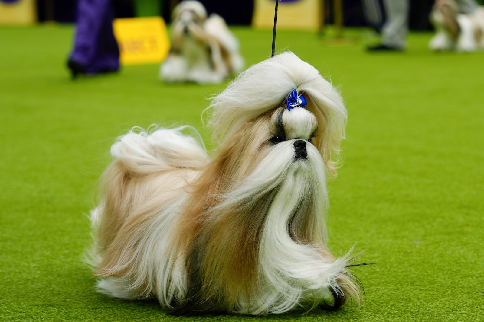 FILE — Comet, a Shih Tzu, competes in breed group judging at the 148th Westminster Kennel Club Dog show, May 13, 2024, at the USTA Billie Jean King National Tennis Center in New York. (AP Photo/Julia Nikhinson, File)