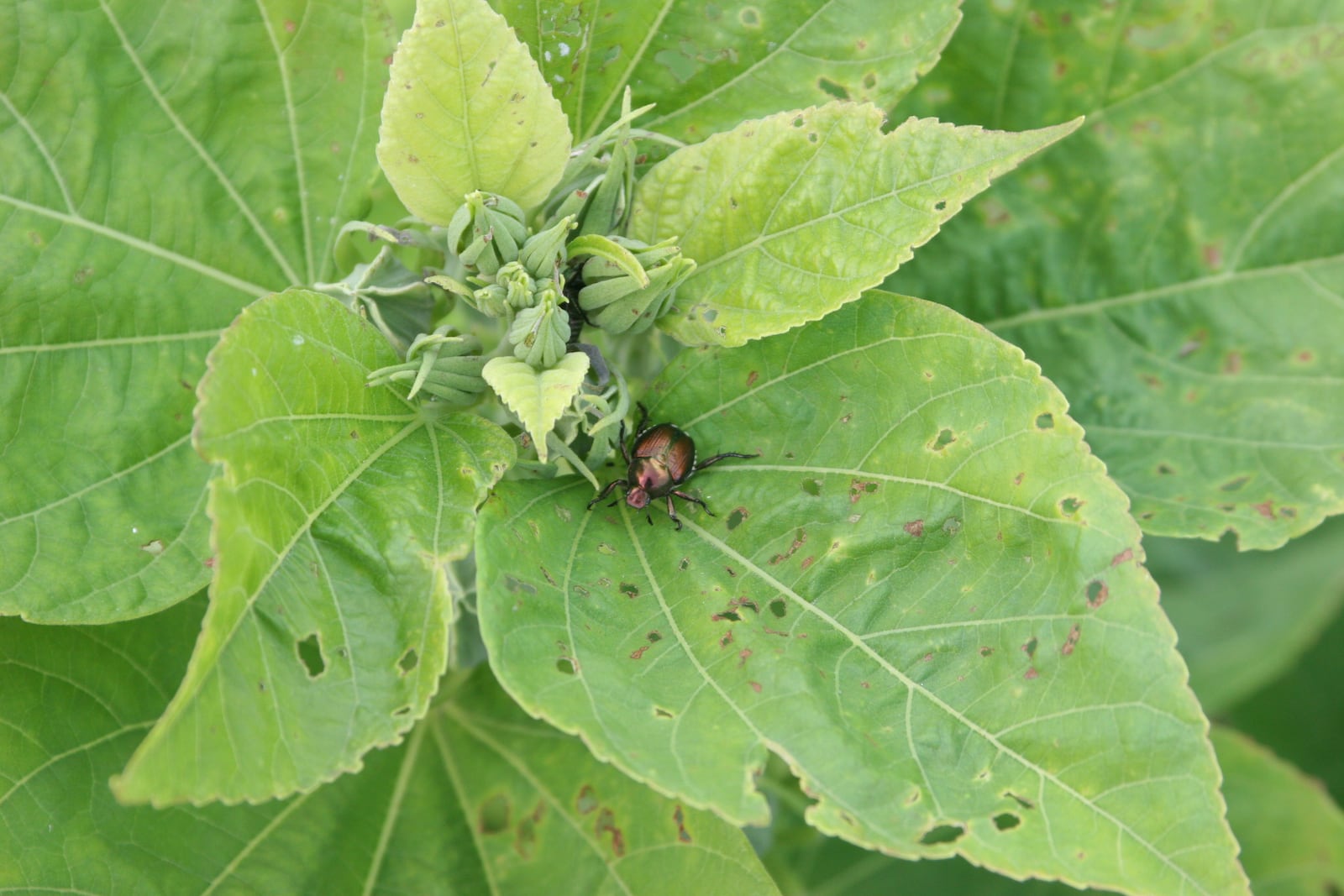 An adult Japanese beetle clings to a plant. CONTRIBUTED