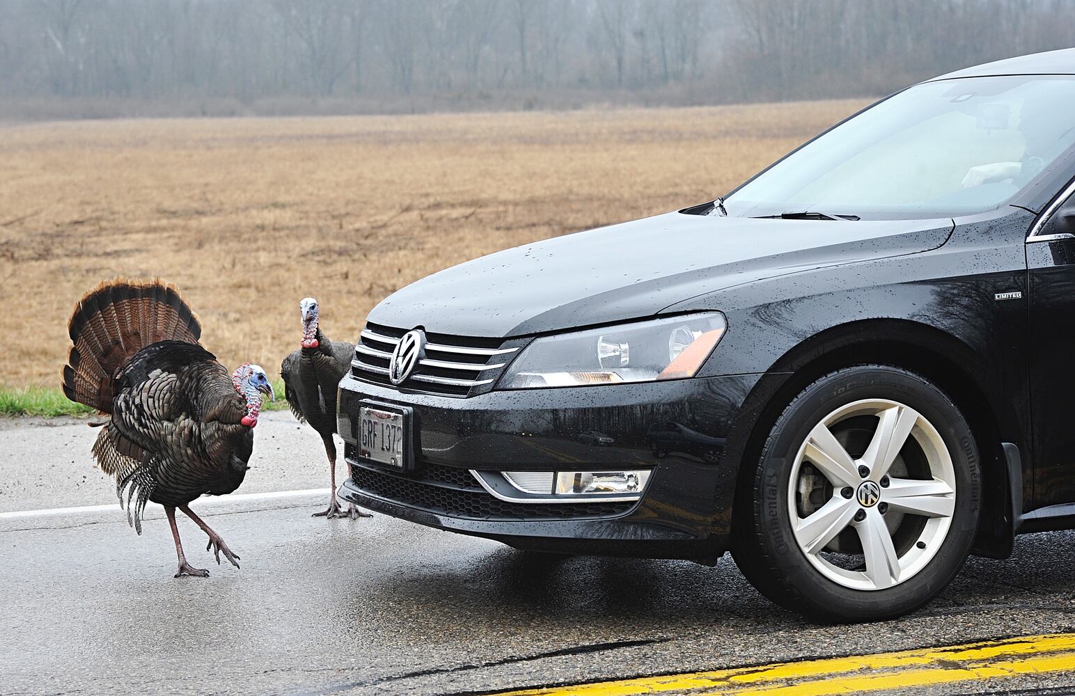 PHOTOS: Wild turkeys rule the road in Butler Twp.