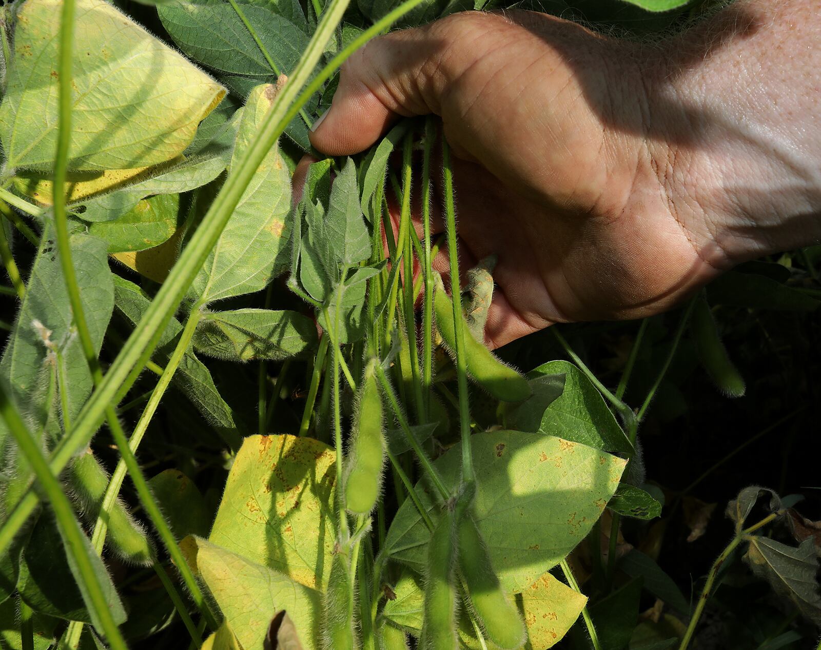 Brian Harbage shows some of the soy beans in his Clark County farm field Thursday, Sept. 12, 2019. Harbage said this has been the worst growing season he's seen since he's been farming. BILL LACKEY/STAFF