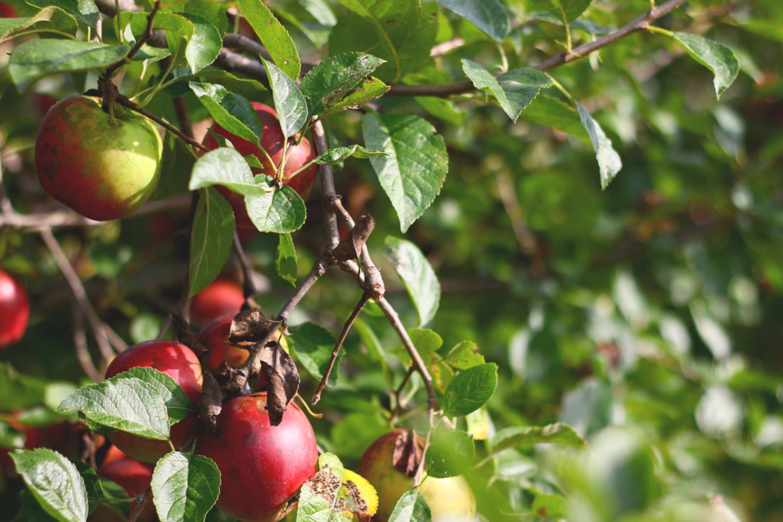 The Pink House Orchard in West Milton offers u-pick apples and hosts Apple Gathering Day - CONTRIBUTED