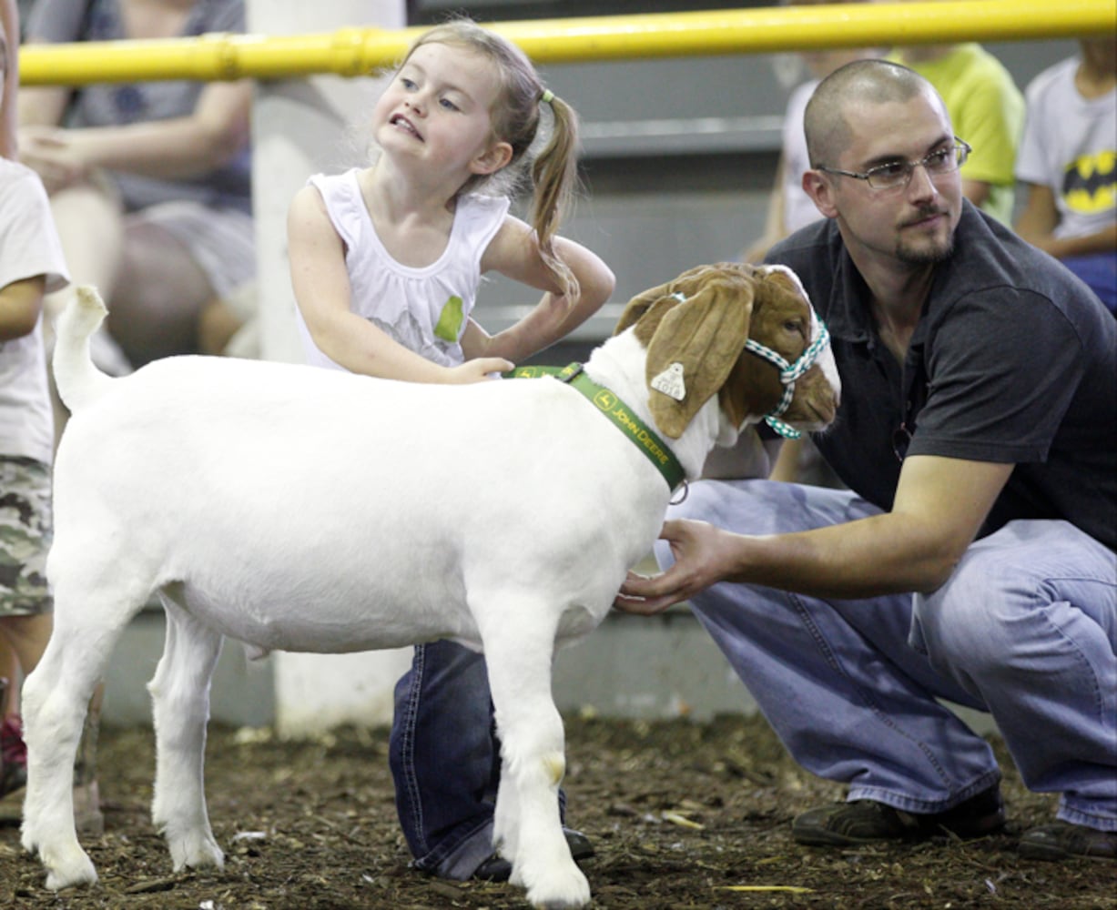 Pee Wee Goat Showmanship - Clark County Fair